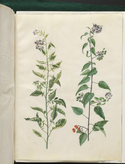 Solanum dulcamara (bittersød natskygge)