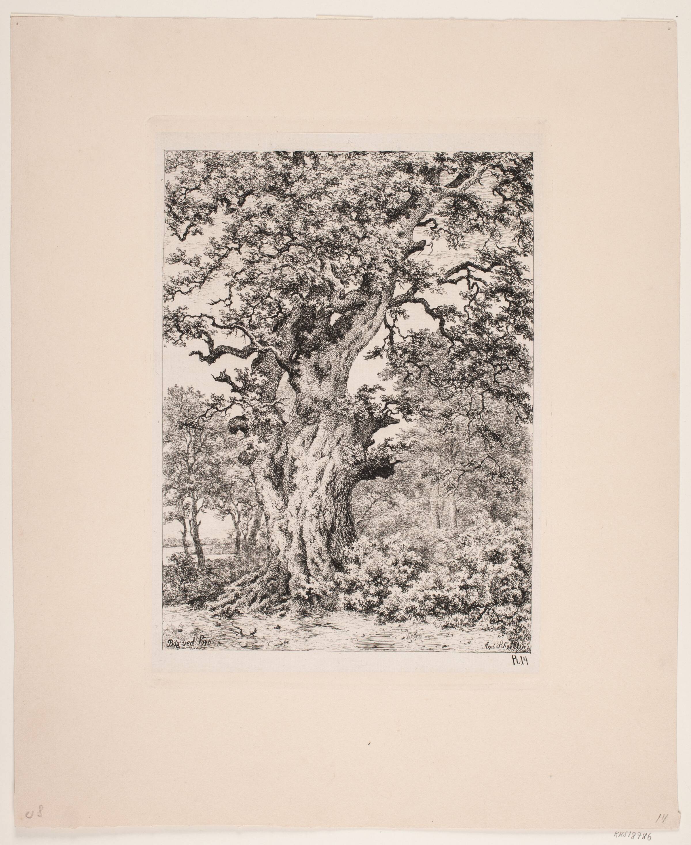 Bøgen i nærheden af parnasset ved Sorø sø, Axel Schovelin, 1887
