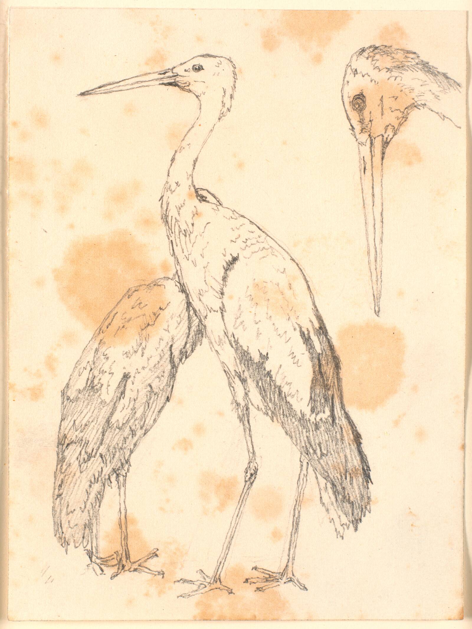 Storke, Christen Købke, 1810-1848