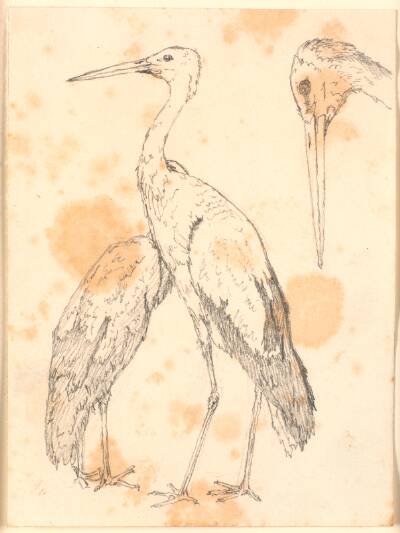 Storke
