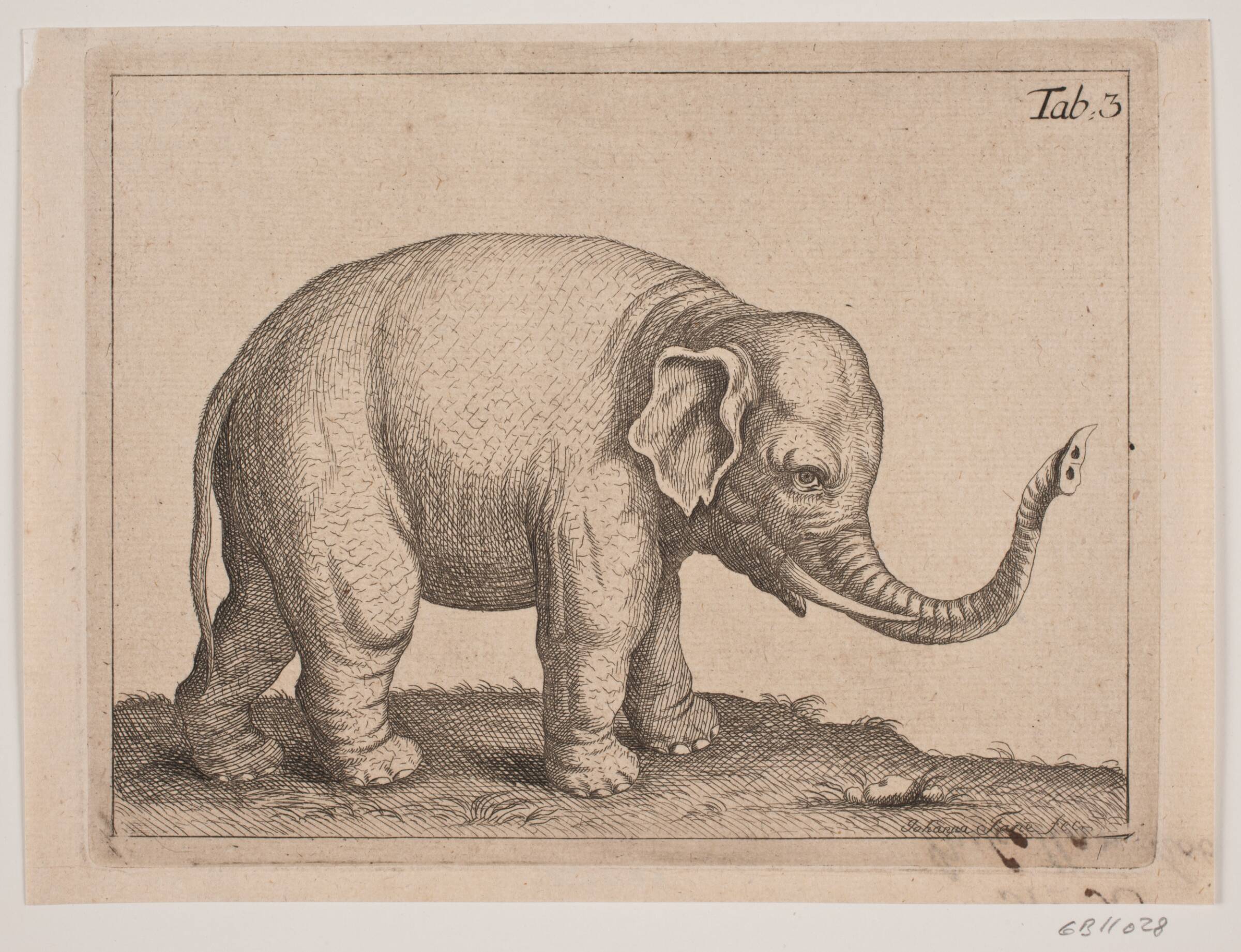 En elefant, Johanna Fosie, 1740-1749