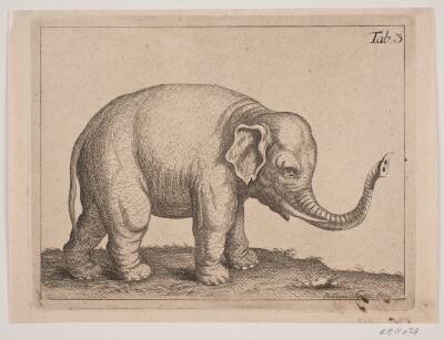 En elefant