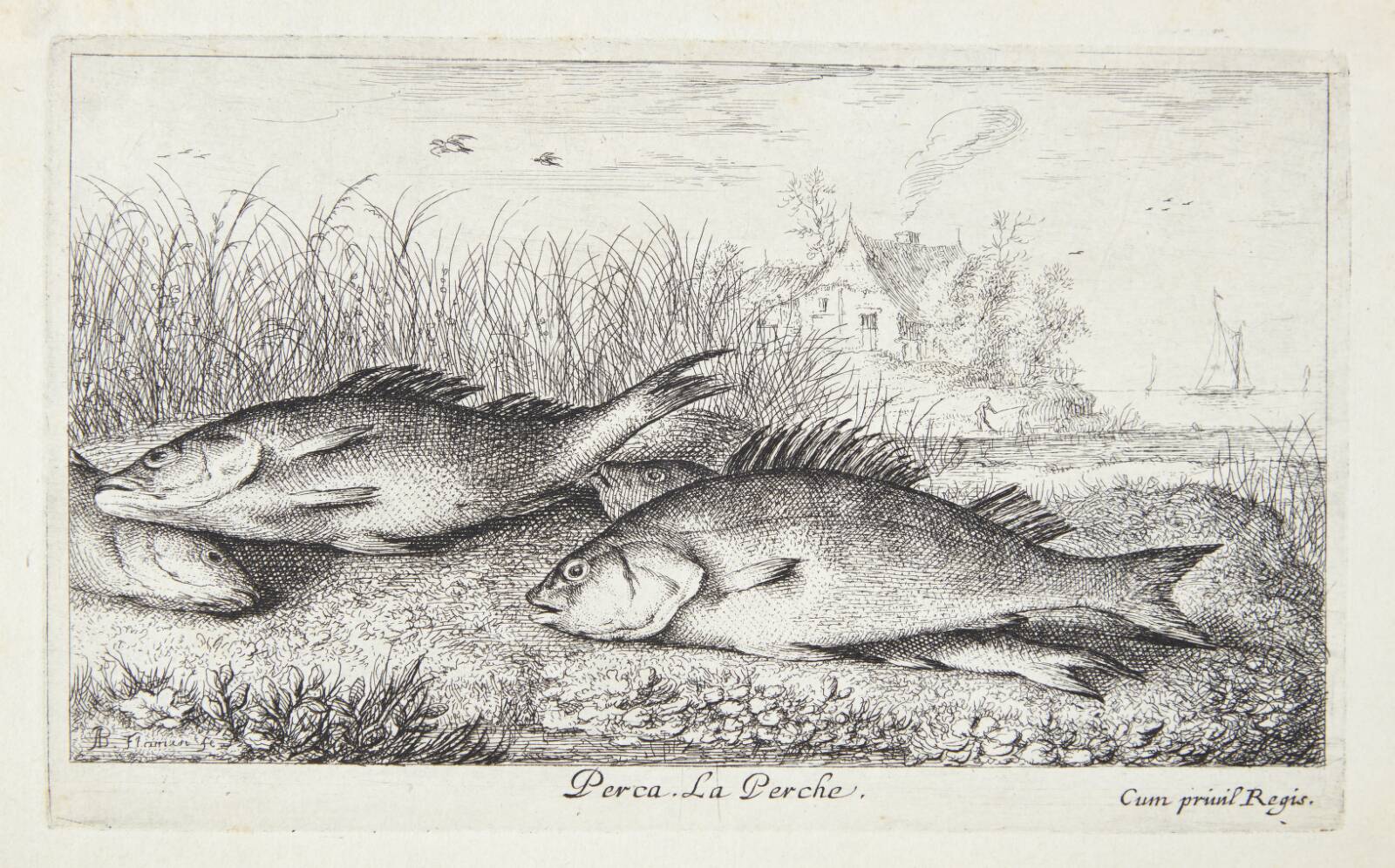 Aborre (Perca), Albert Flamen, 1620-1669