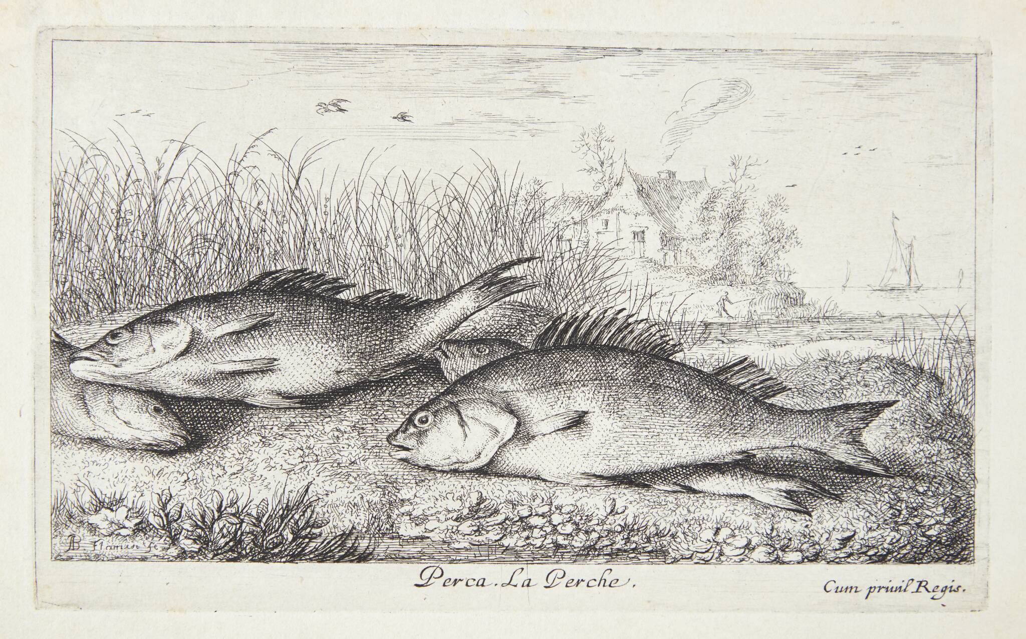 Aborre (Perca)
