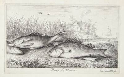 Aborre (Perca)