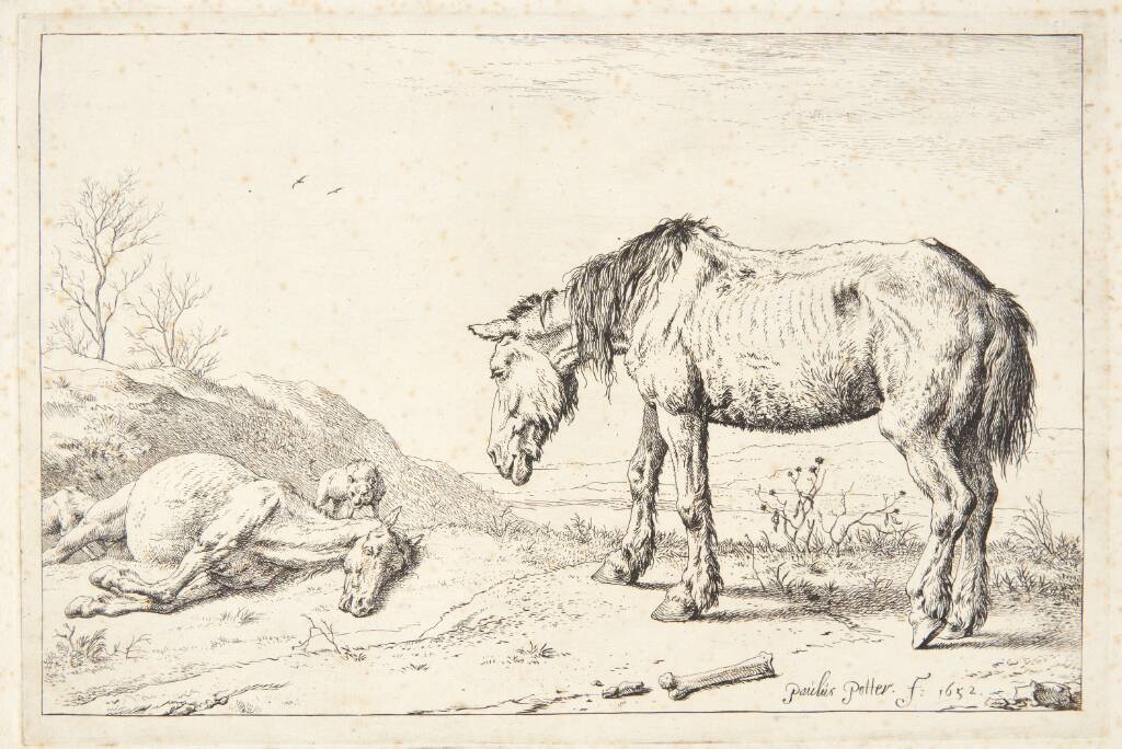To øg, Paulus Potter, 1652