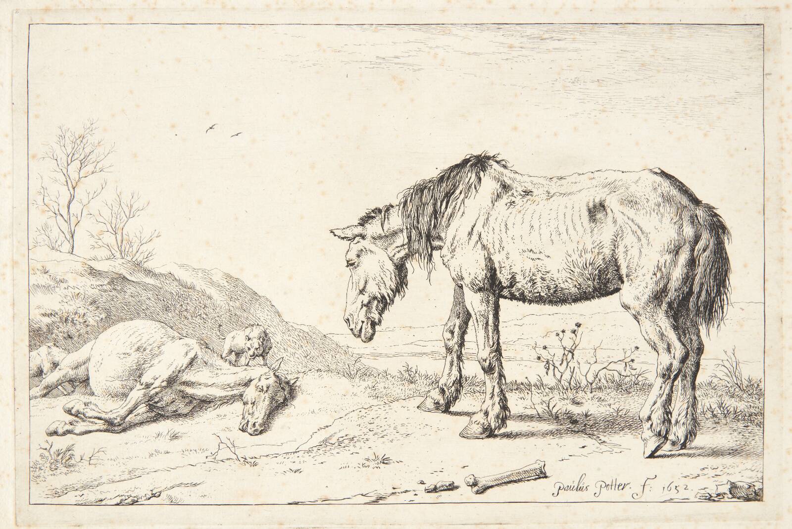 To øg, Paulus Potter, 1652