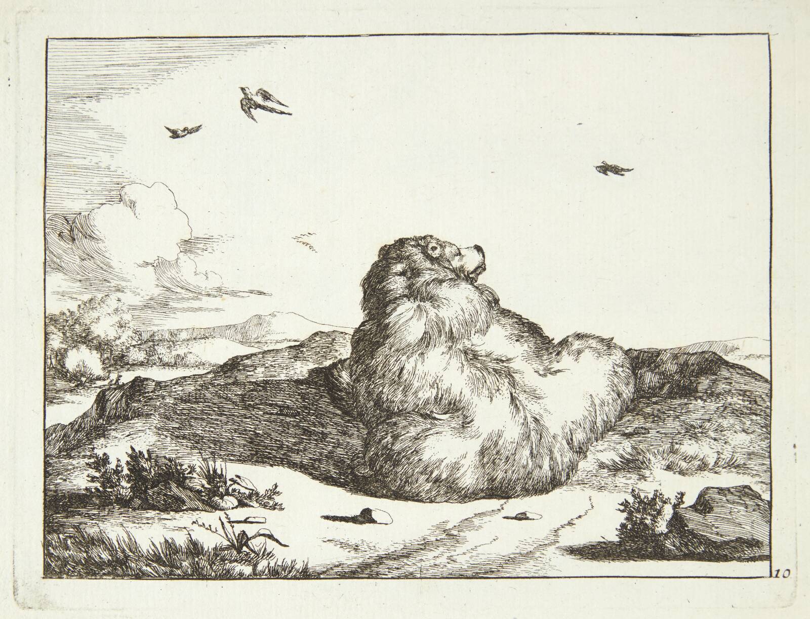 Liggende bjørn, set bagfra, Marcus de Bye, 1664