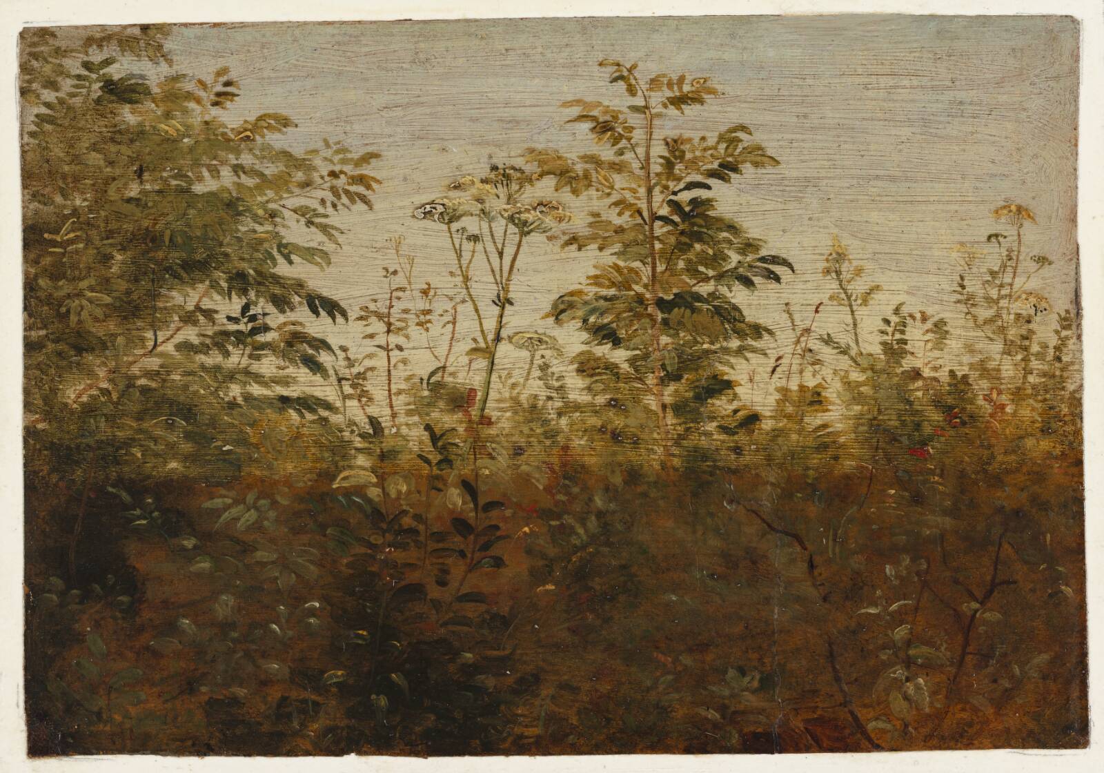 Forgrundsstudie. Planter mod lys luft, Dankvart Dreyer, 1840-1849