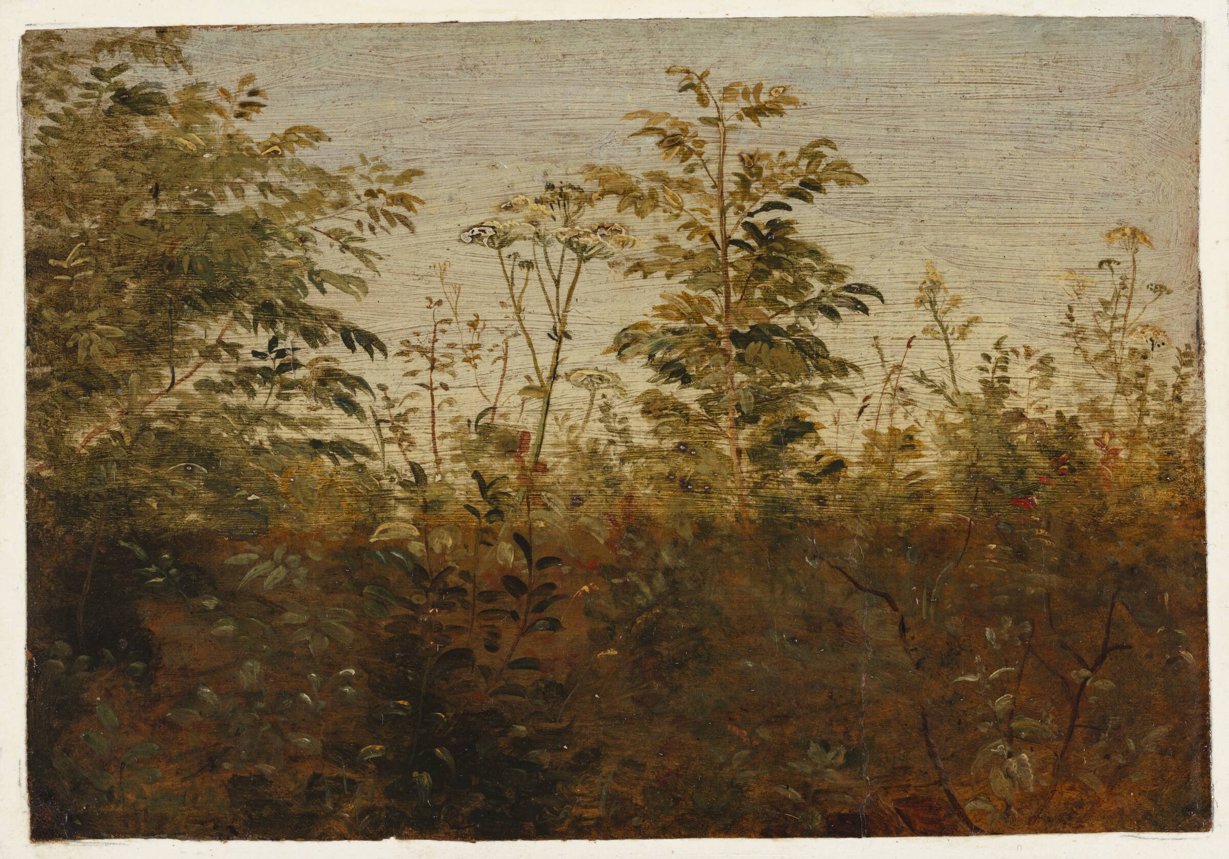 Forgrundsstudie. Planter mod lys luft, Dankvart Dreyer, 1840-1849