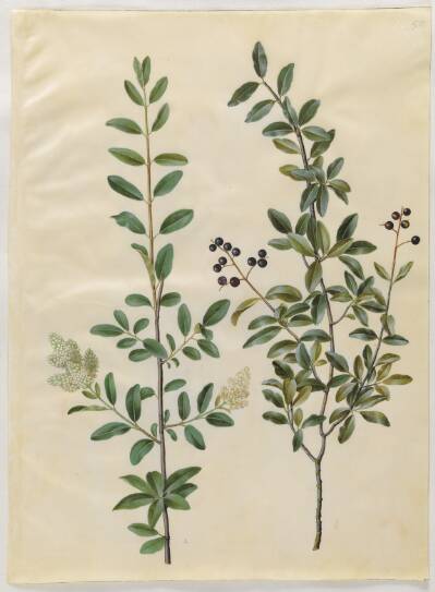 Ligustrum vulgare (almindelig liguster)