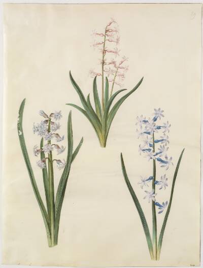 Hyacinthus orientalis (almindelig hyacint)