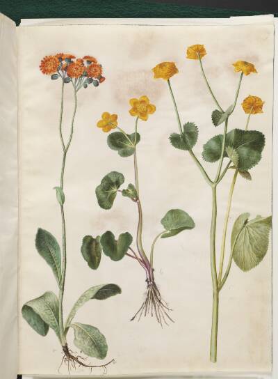 Pilosella aurantiaca (pomerans-høgeurt); Caltha palustris (eng-kabbeleje)