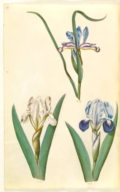 Iris graminea (græsbladet iris); Iris lutescens eller Iris pumila (?) (dværg-iris eller lav iris)