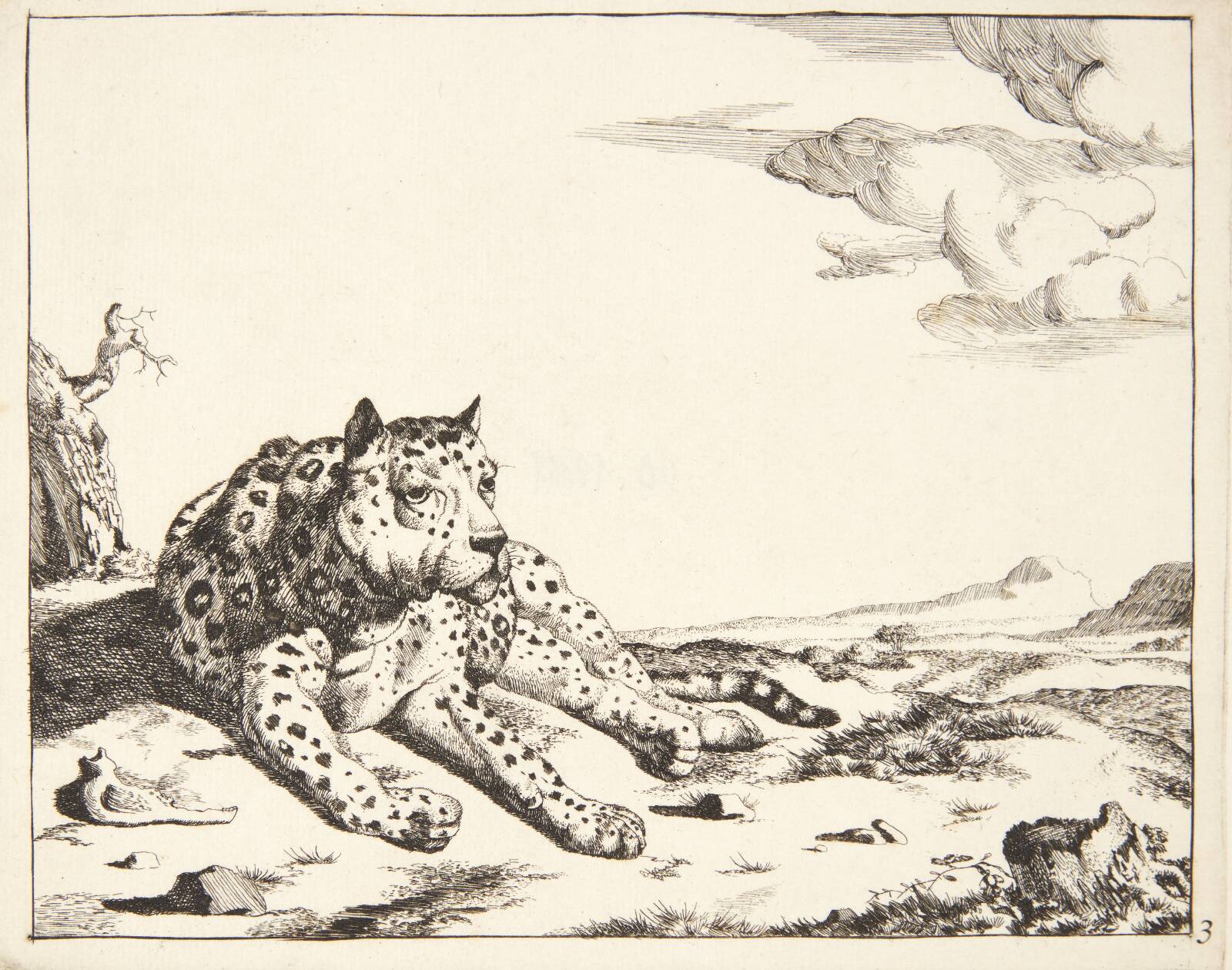 Liggende leopard, set forfra, Marcus de Bye, 1638-1690