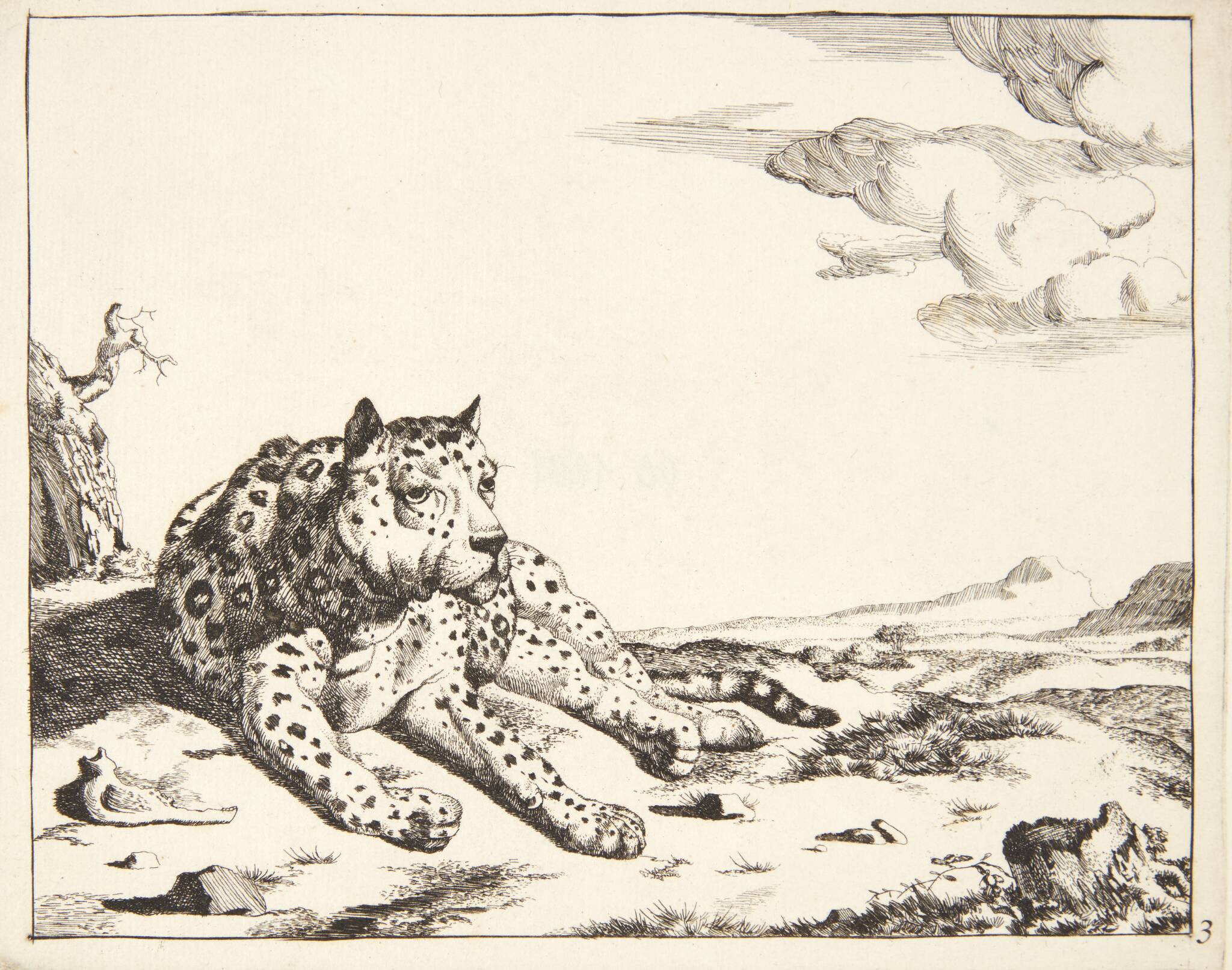 Liggende leopard, set forfra