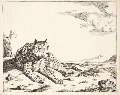 Liggende leopard, set forfra