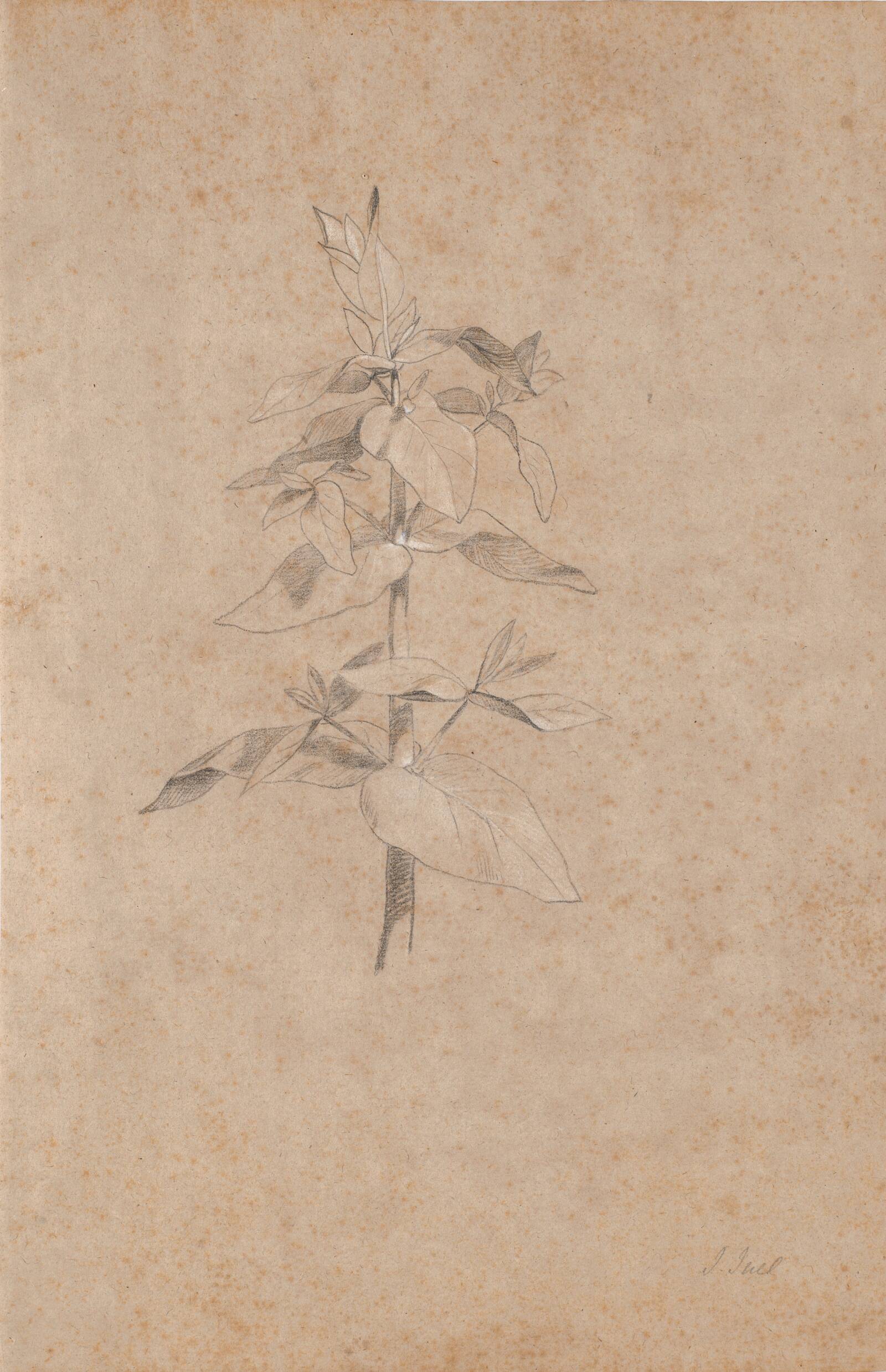 Plantestudie, Jens Juel, 1777-1779