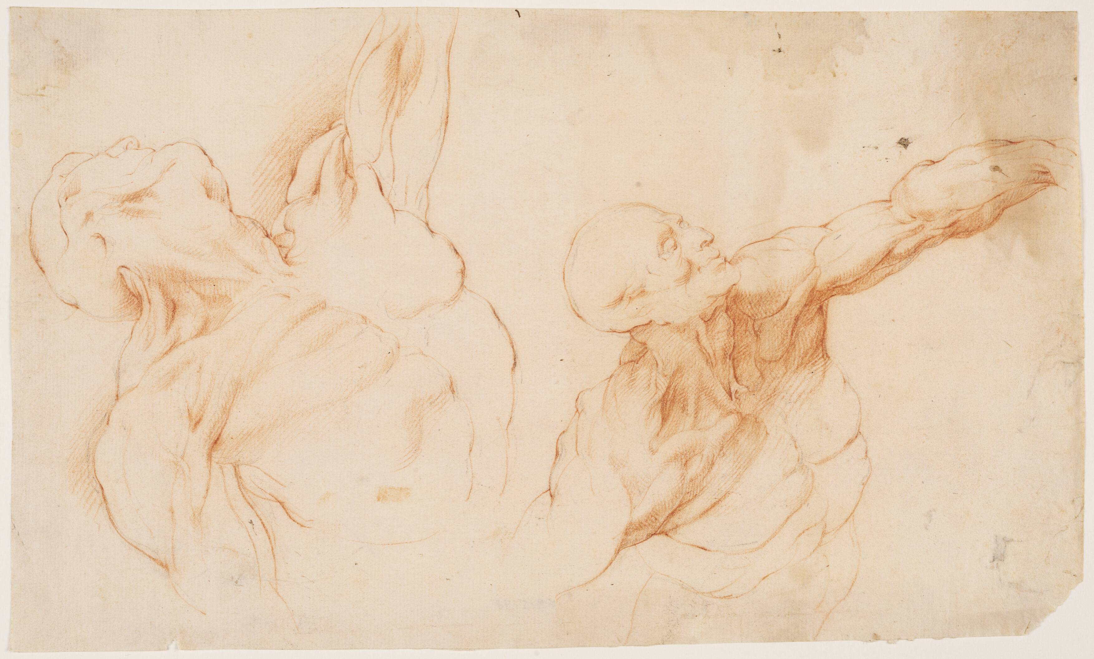 Two anatomical Studies (écorchés). Flayed torso of a man, his left arm raised
