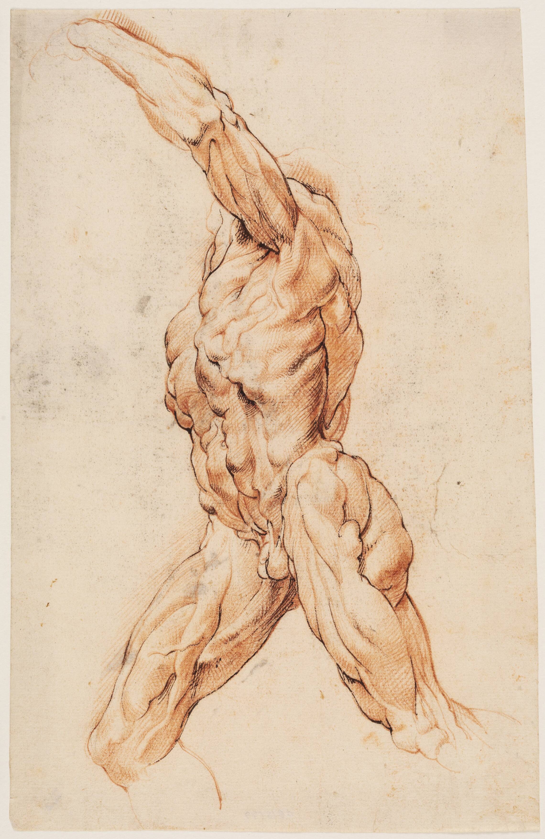 Anatomical Study (écorchés). Walking flayed man turned to the left