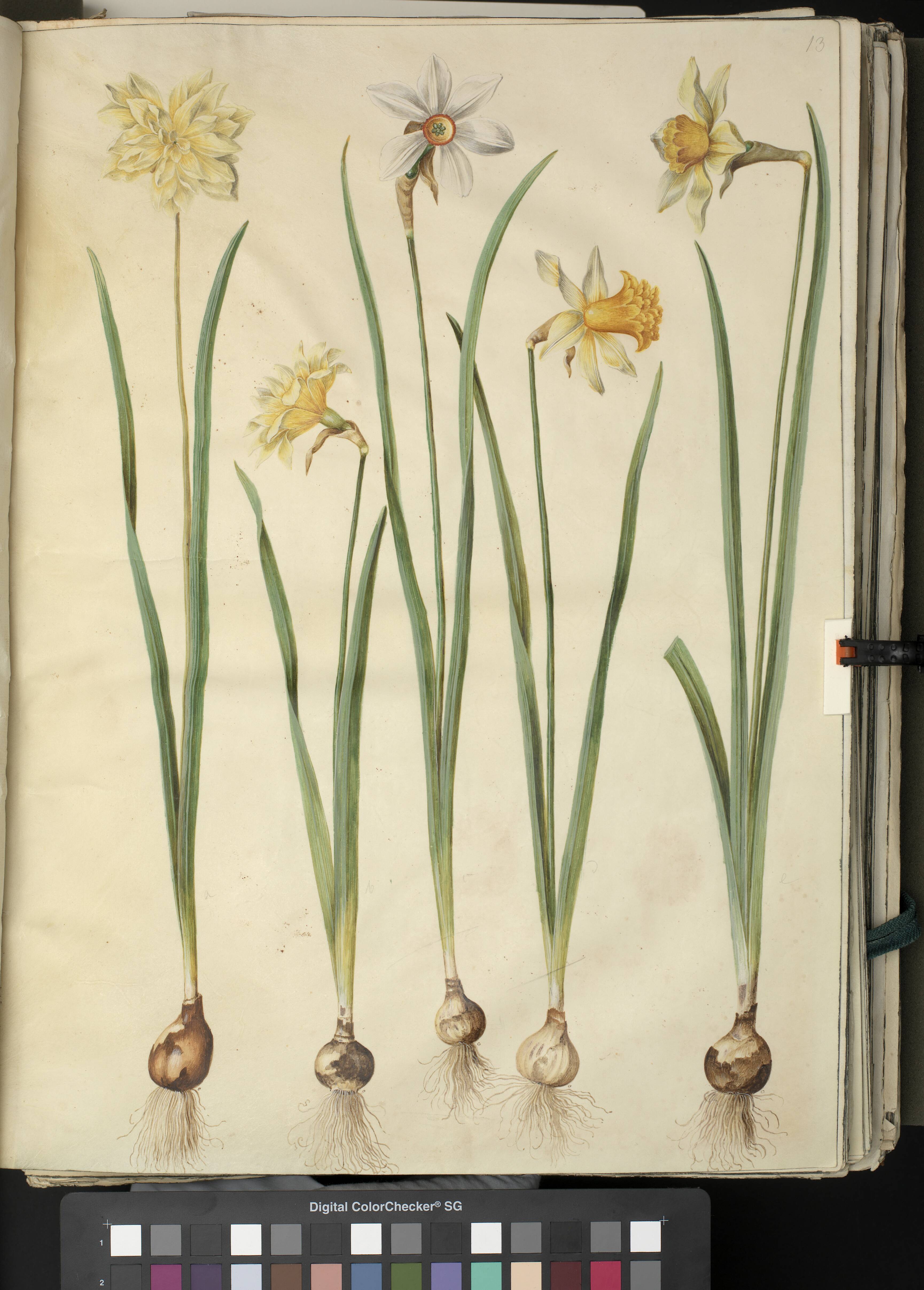 Narcissus pseudonarcissus; Narcissus poeticus (pinselilje); Narcissus ×incomparabilis (have-narcis)