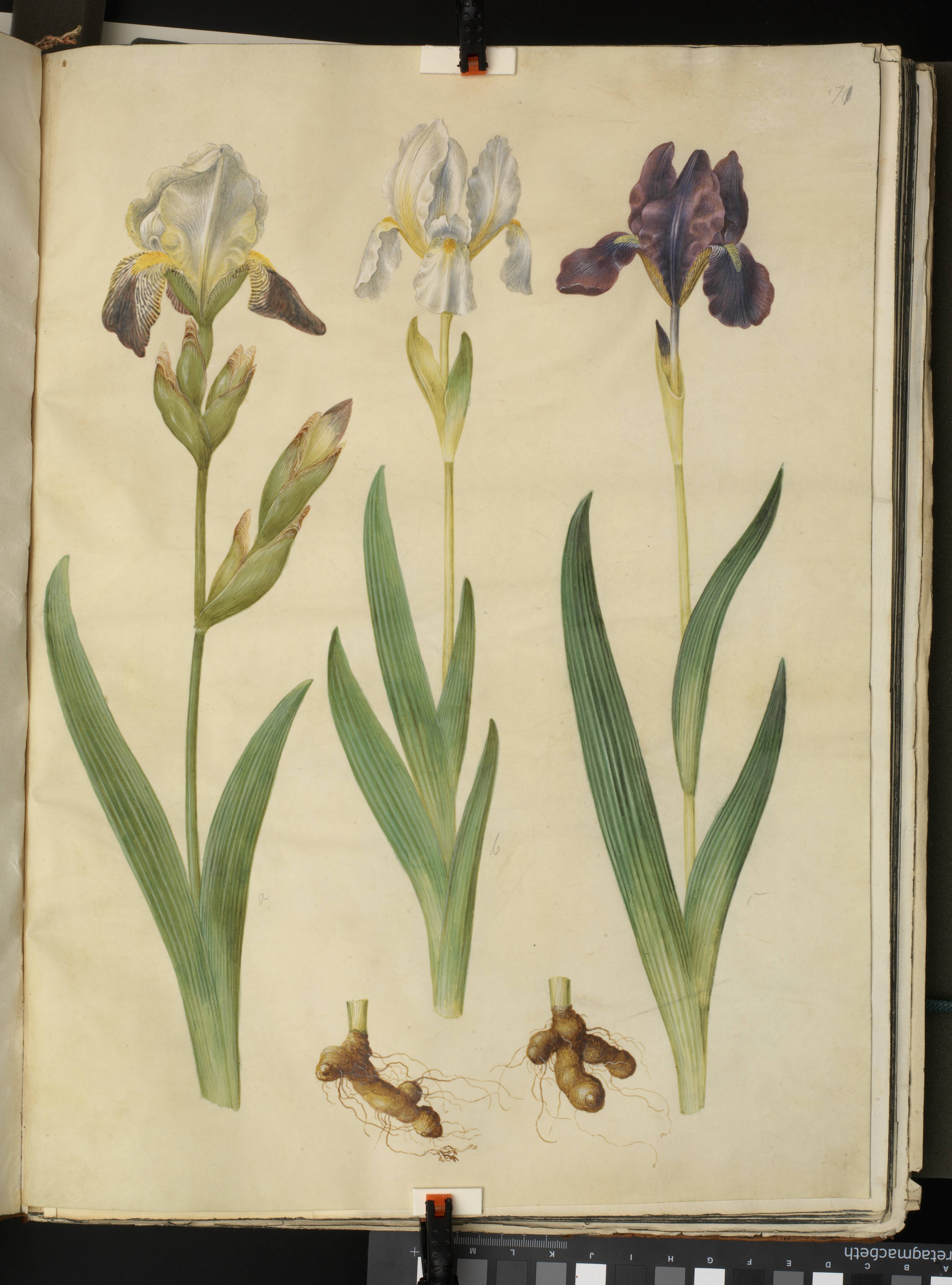 Iris ×squalens (iris-hybrid); Iris (iris)