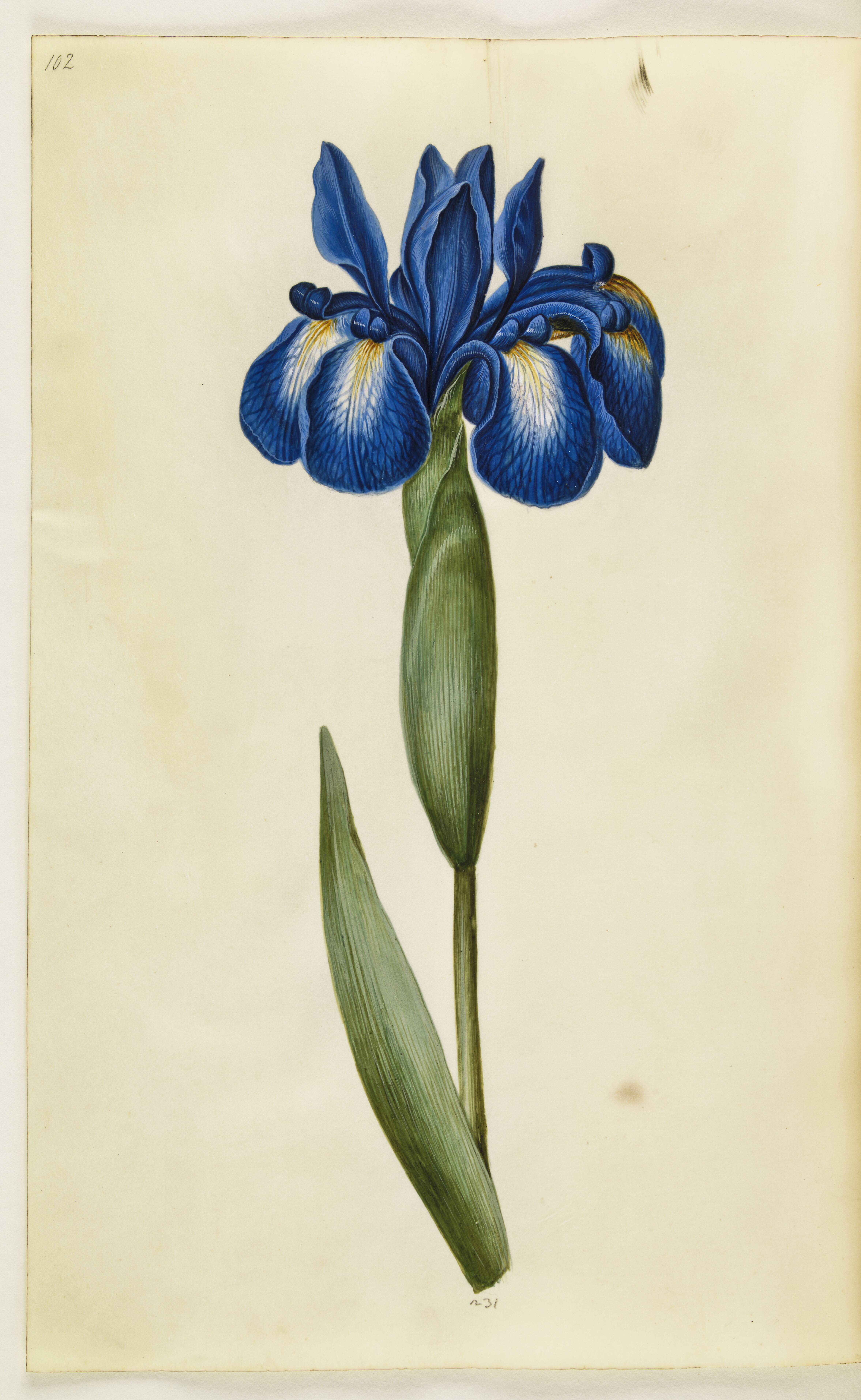 Iris latifolia (engelsk iris)