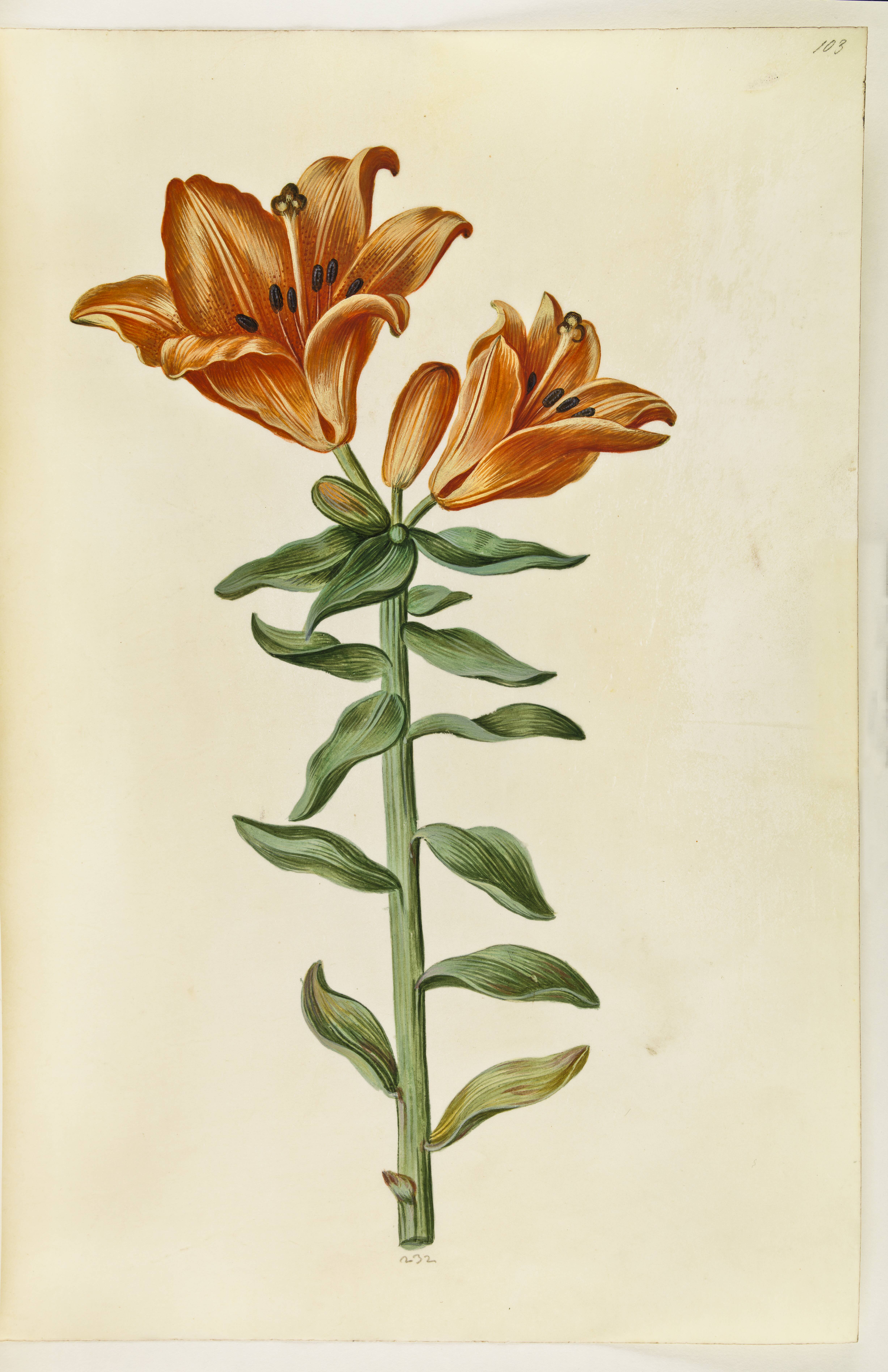 Lilium bulbiferum (brand-lilje)