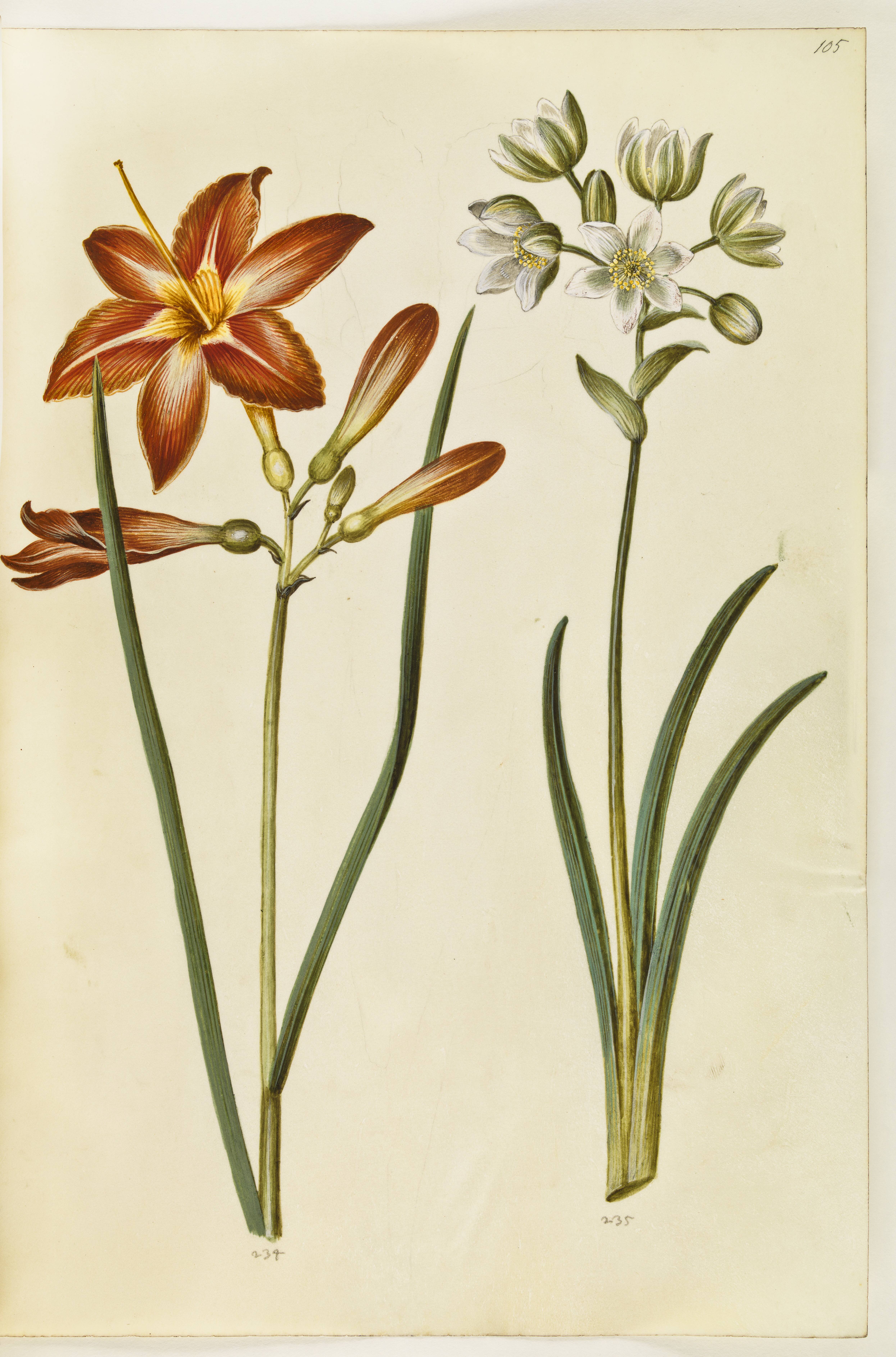 Hemerocallis fulva (brun daglilje); Ornithogalum arabicum (mælkestjerne)