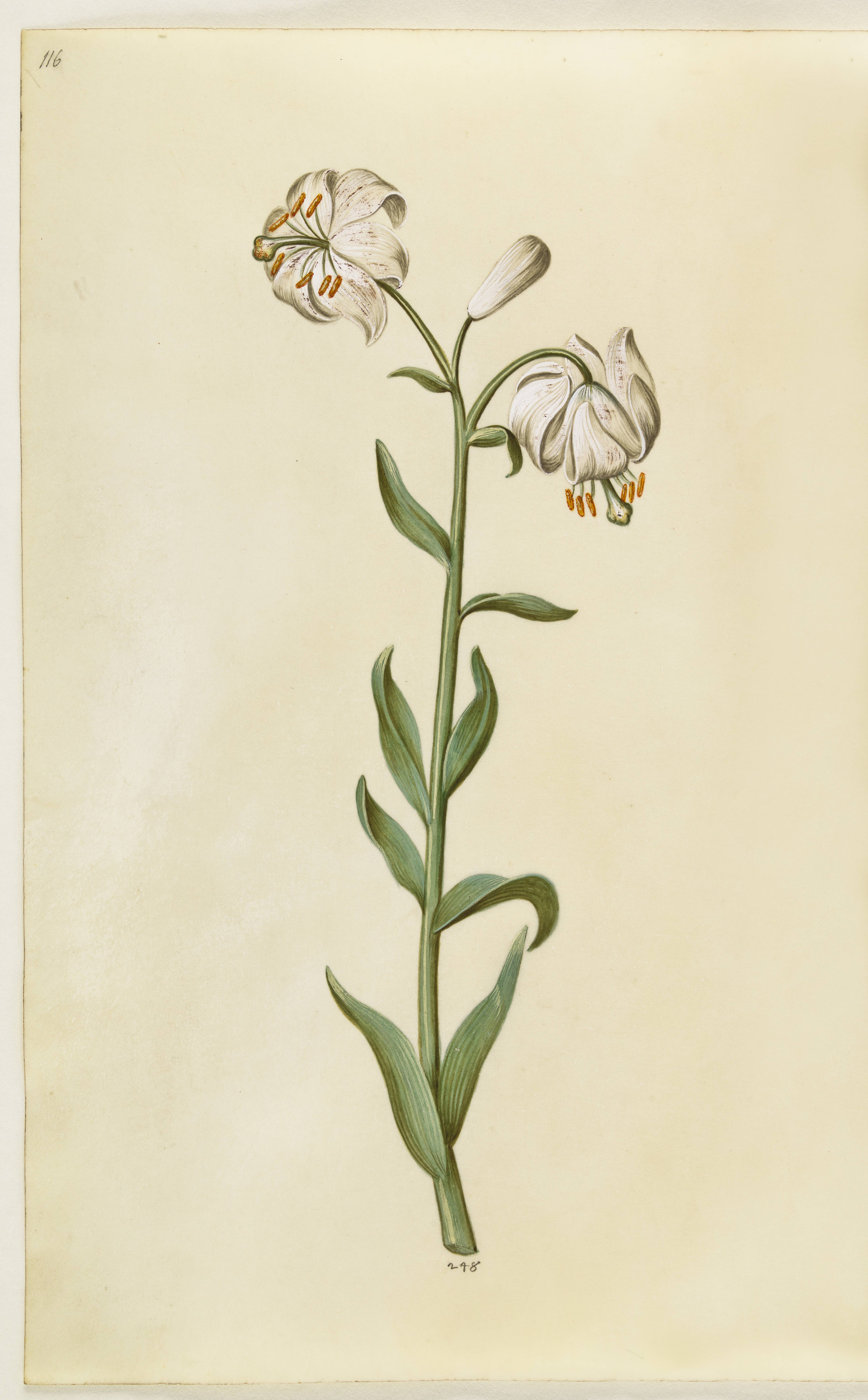 Lilium martagon (krans-lilje)