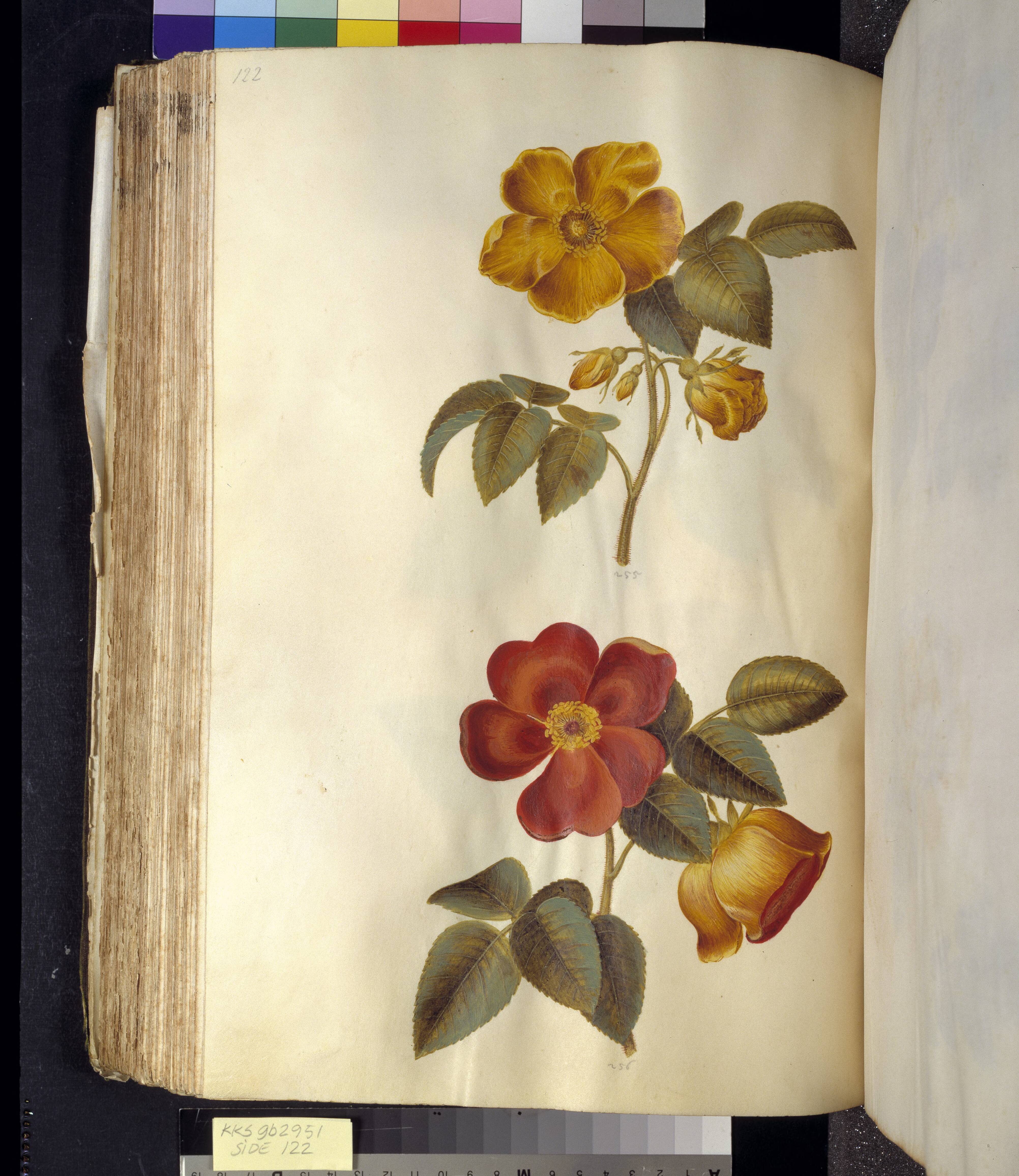 Rosa foetida (gul rose); Rosa foetida (tyrkisk rose)