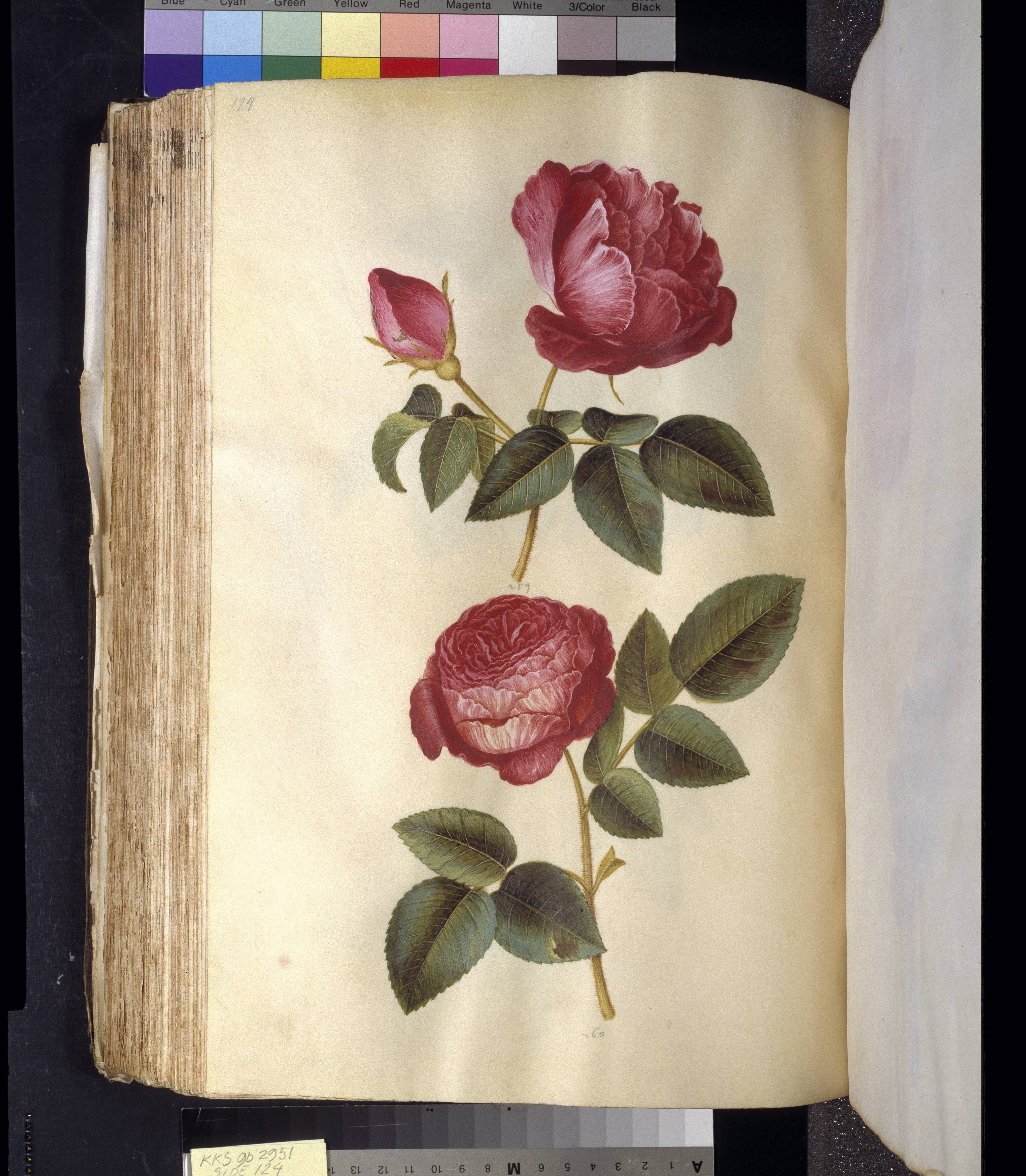 Rosa gallica (apoteker-rose); Rosa (?) (rose)