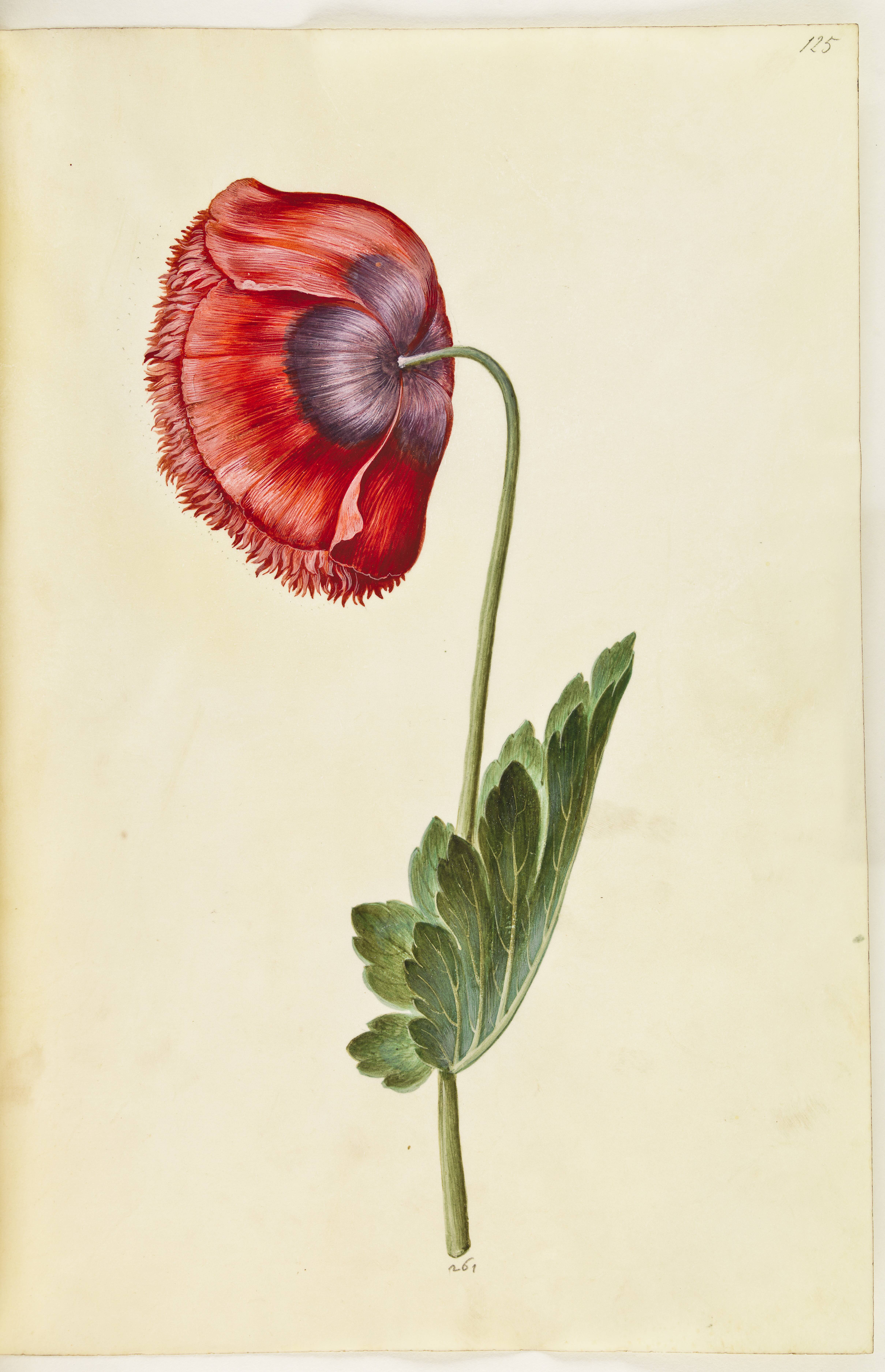 Papaver somniferum (opium-valmue)