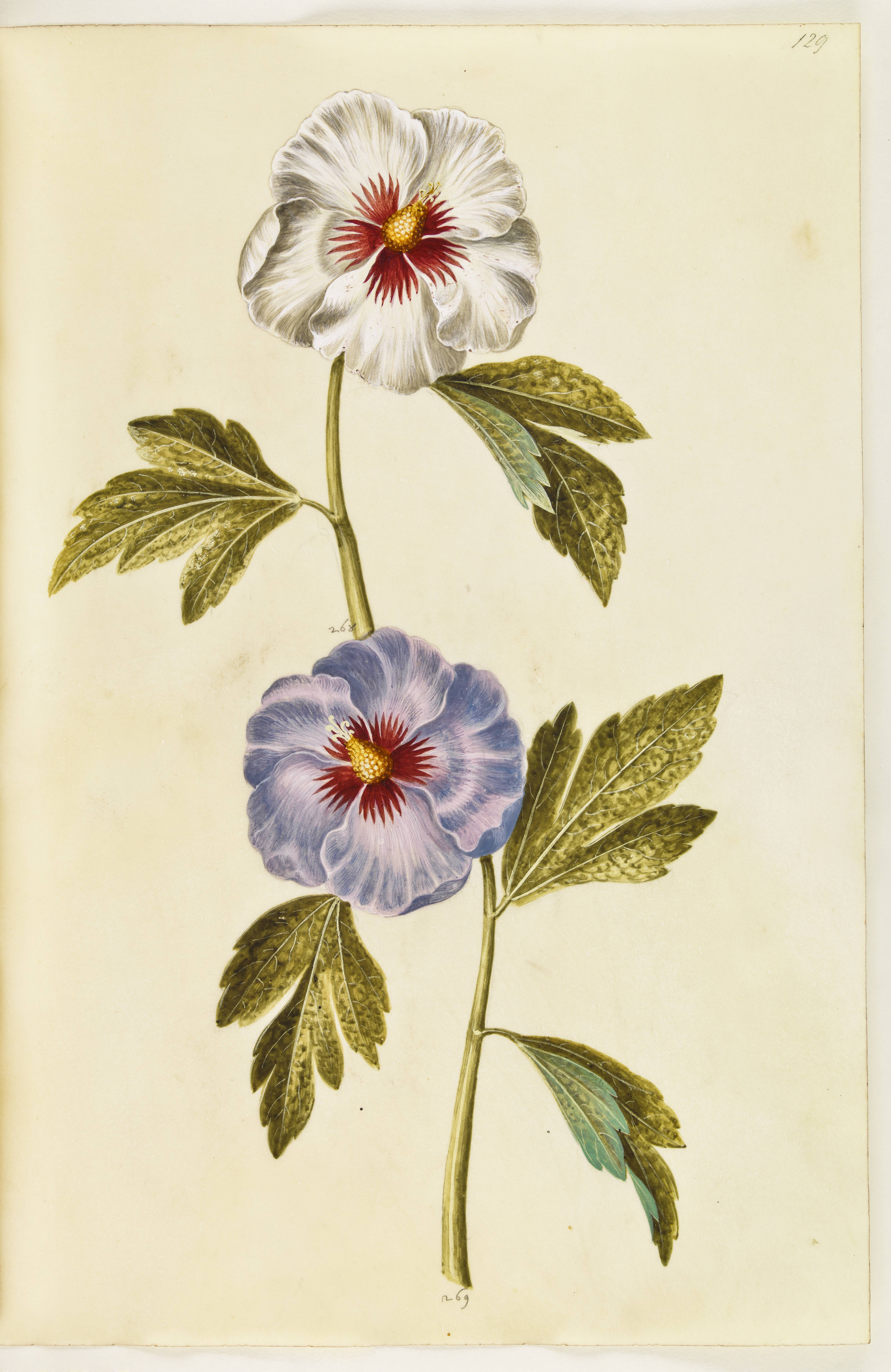 Hibiscus syriacus (syrisk rose)
