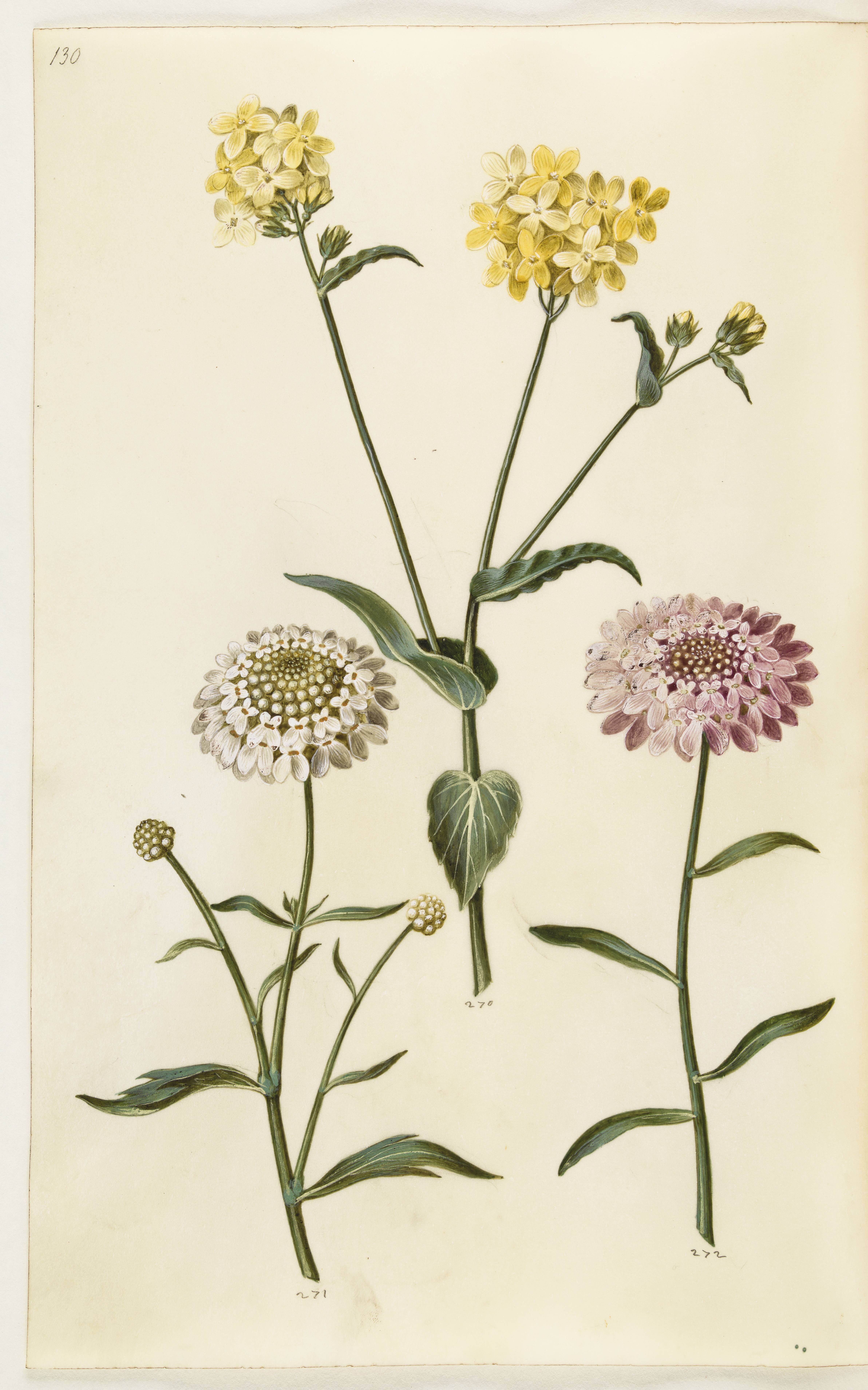 Brassica napus (raps); Iberis amara (bitter sløjfeblomst)