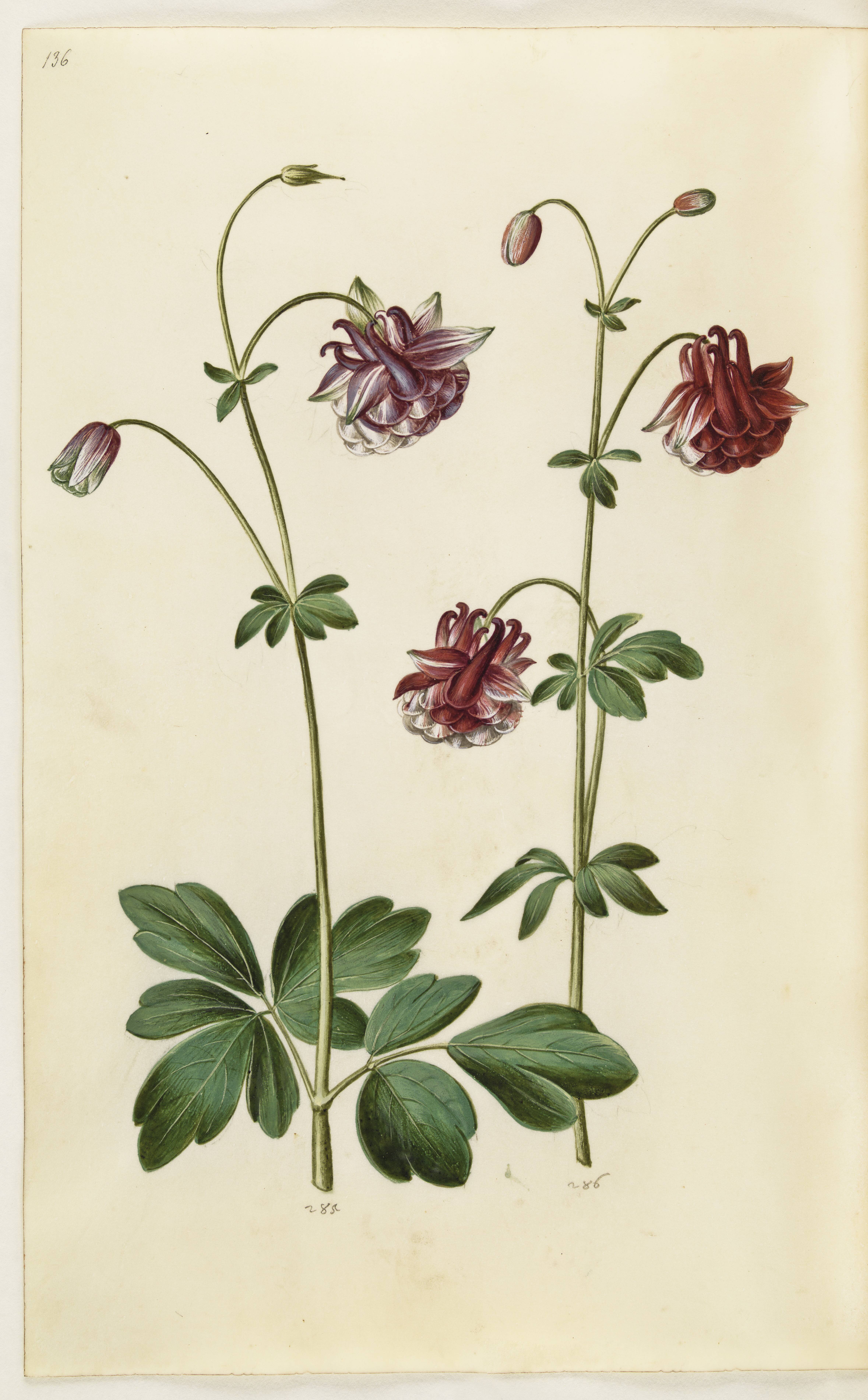 Aquilegia vulgaris (almindelig akeleje)