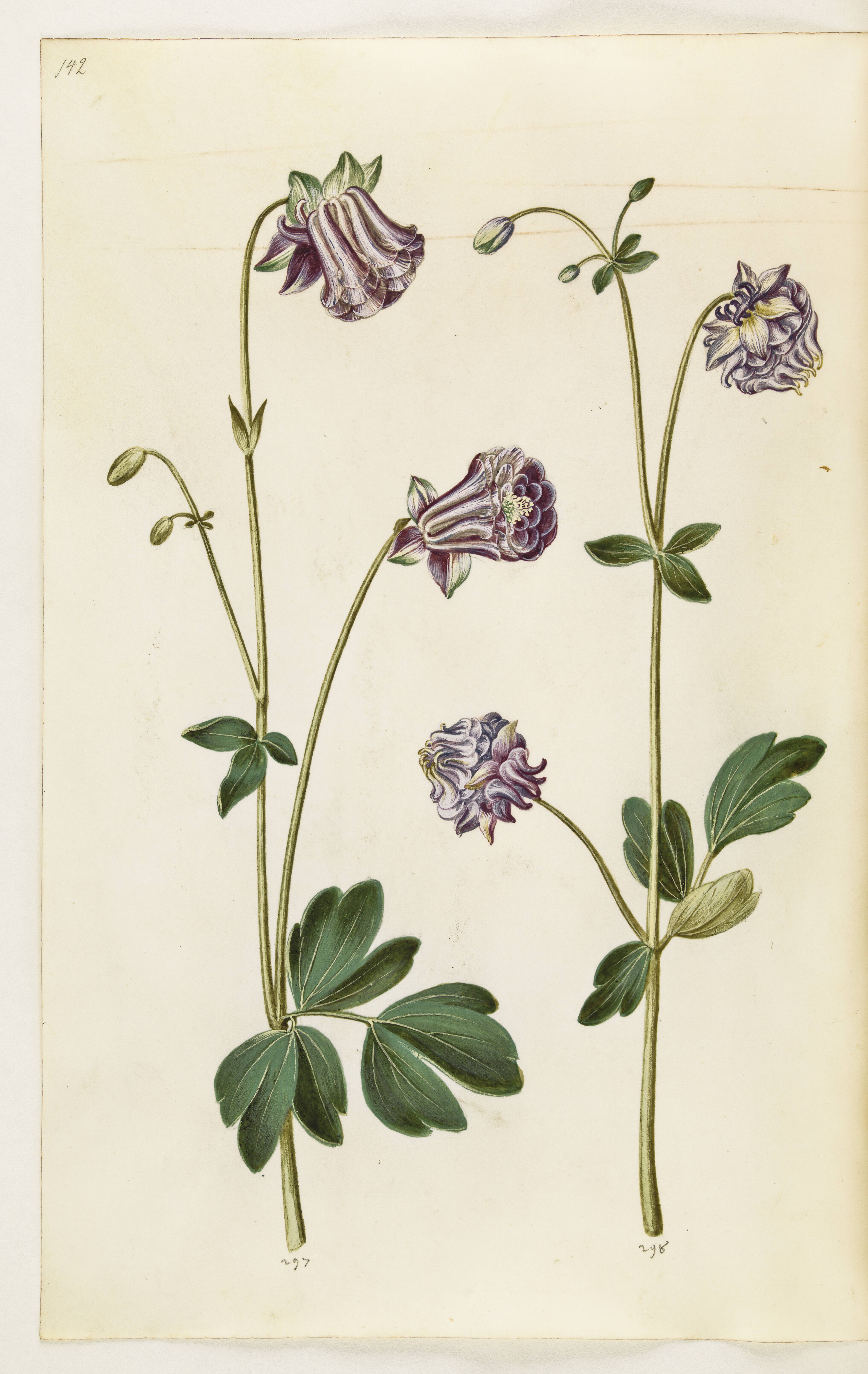 Aquilegia vulgaris (almindelig akeleje)