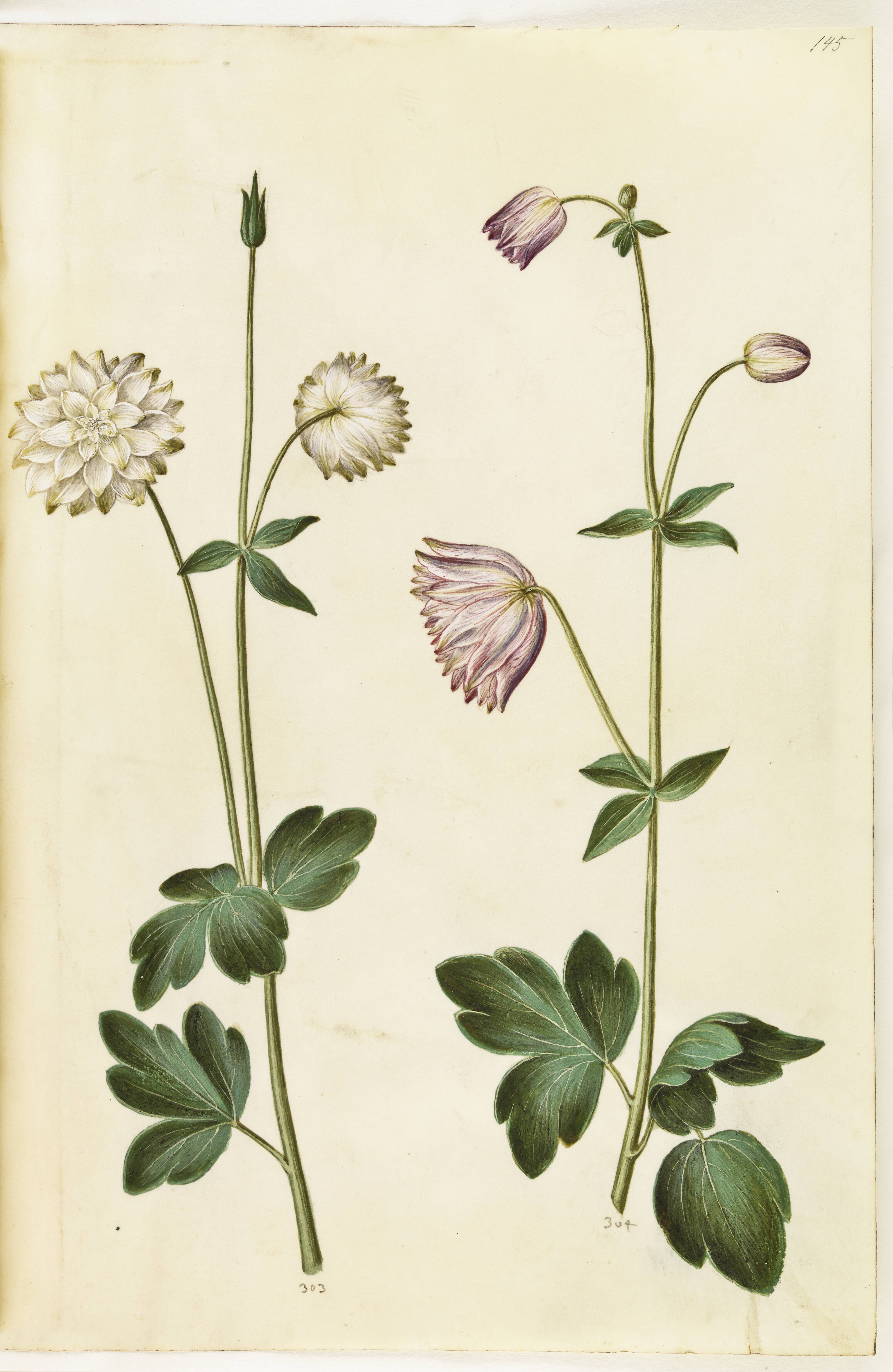Aquilegia vulgaris (almindelig akeleje)