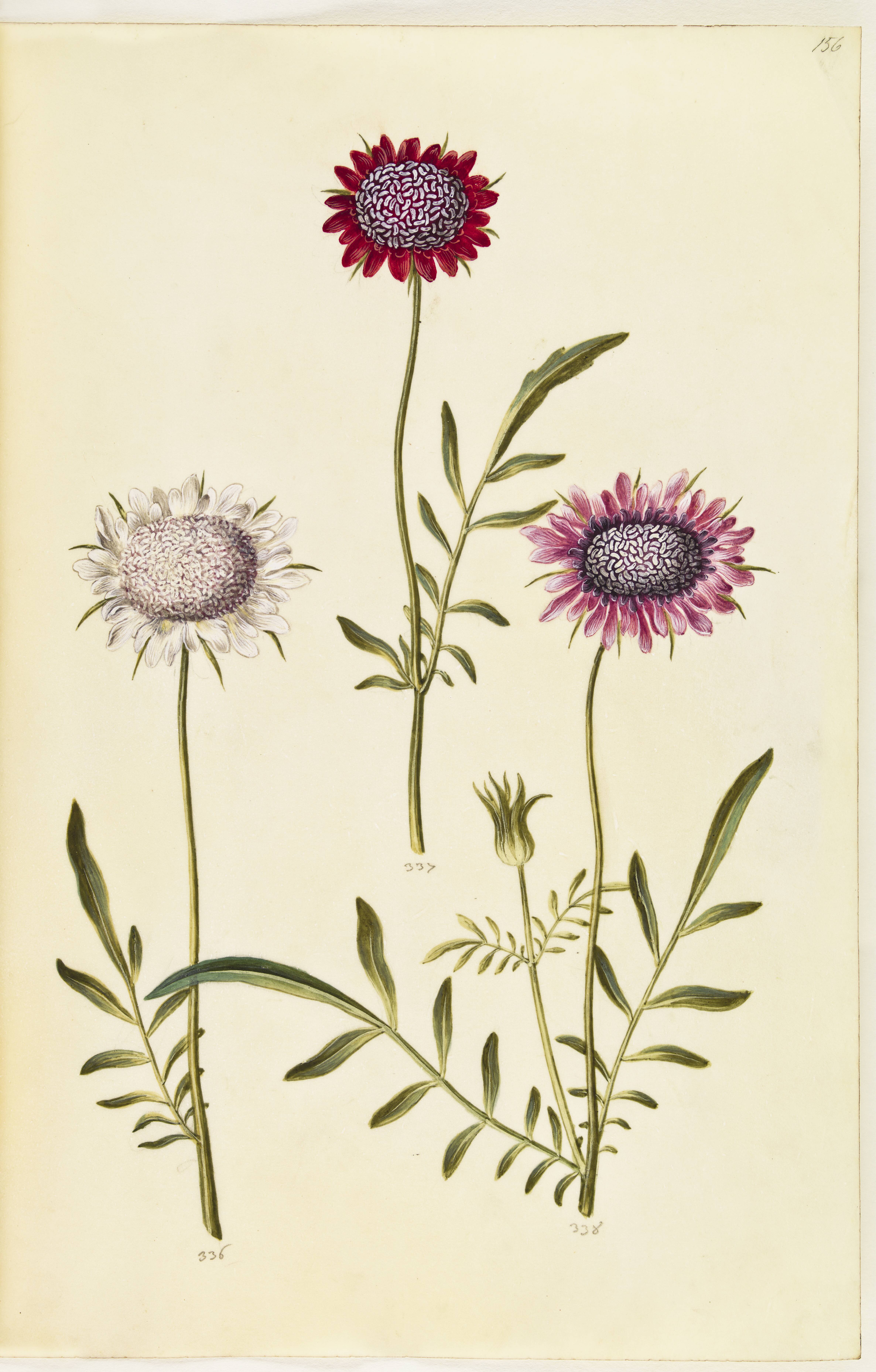 Scabiosa atropurpurea (enkeblomst)