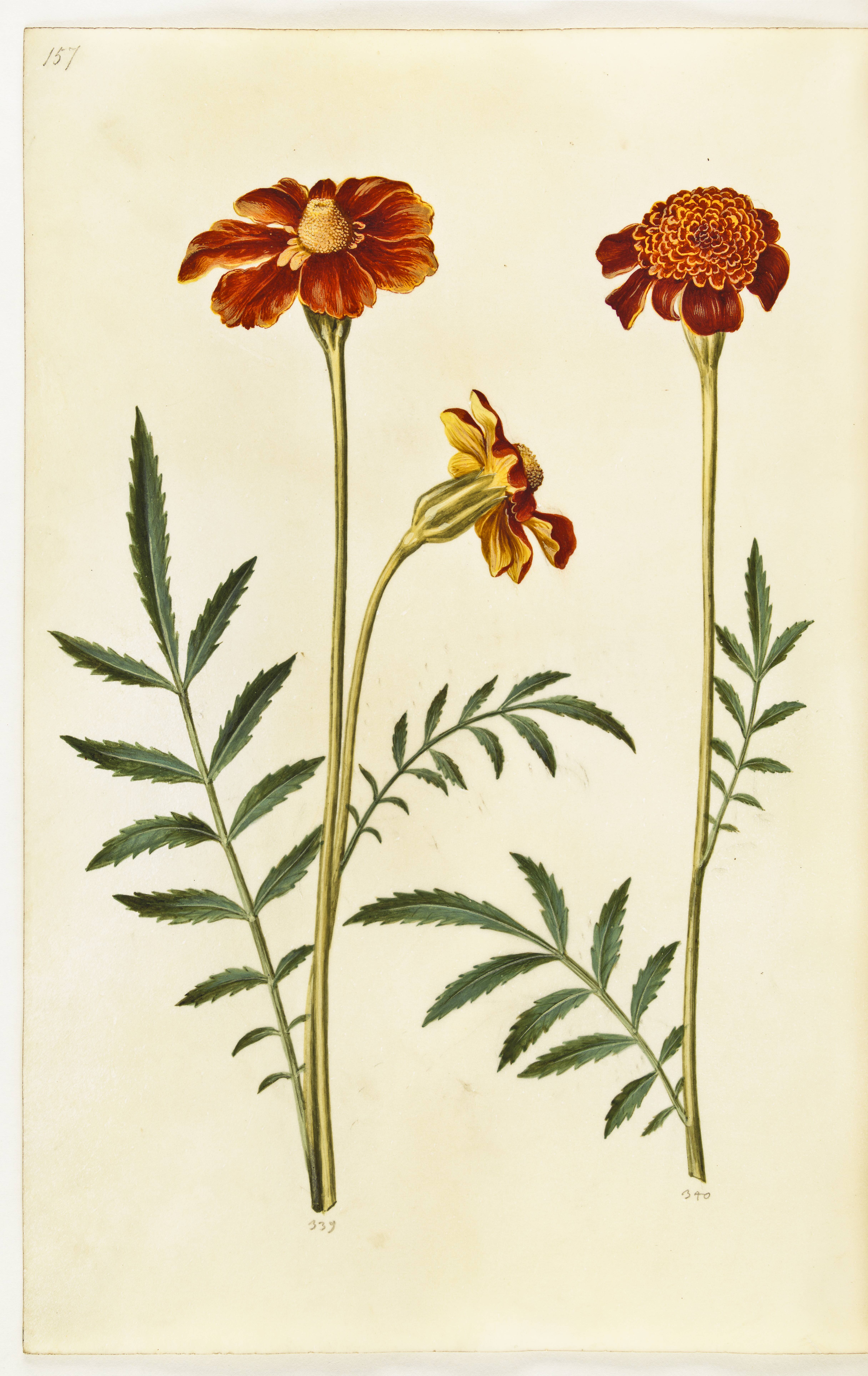 Tagetes patula (udspærret fløjlsblomst)