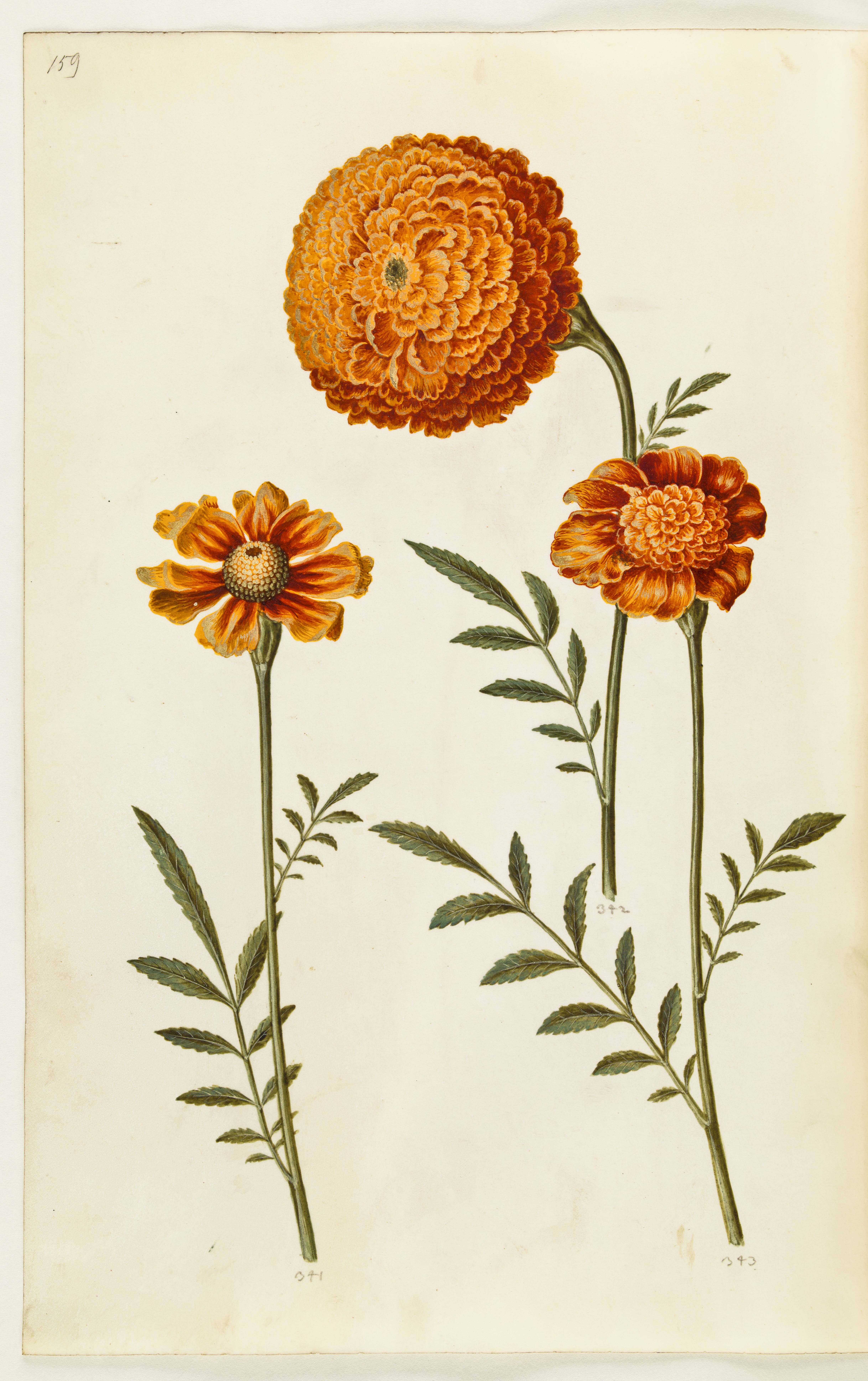 Tagetes patula (udspærret fløjlsblomst)