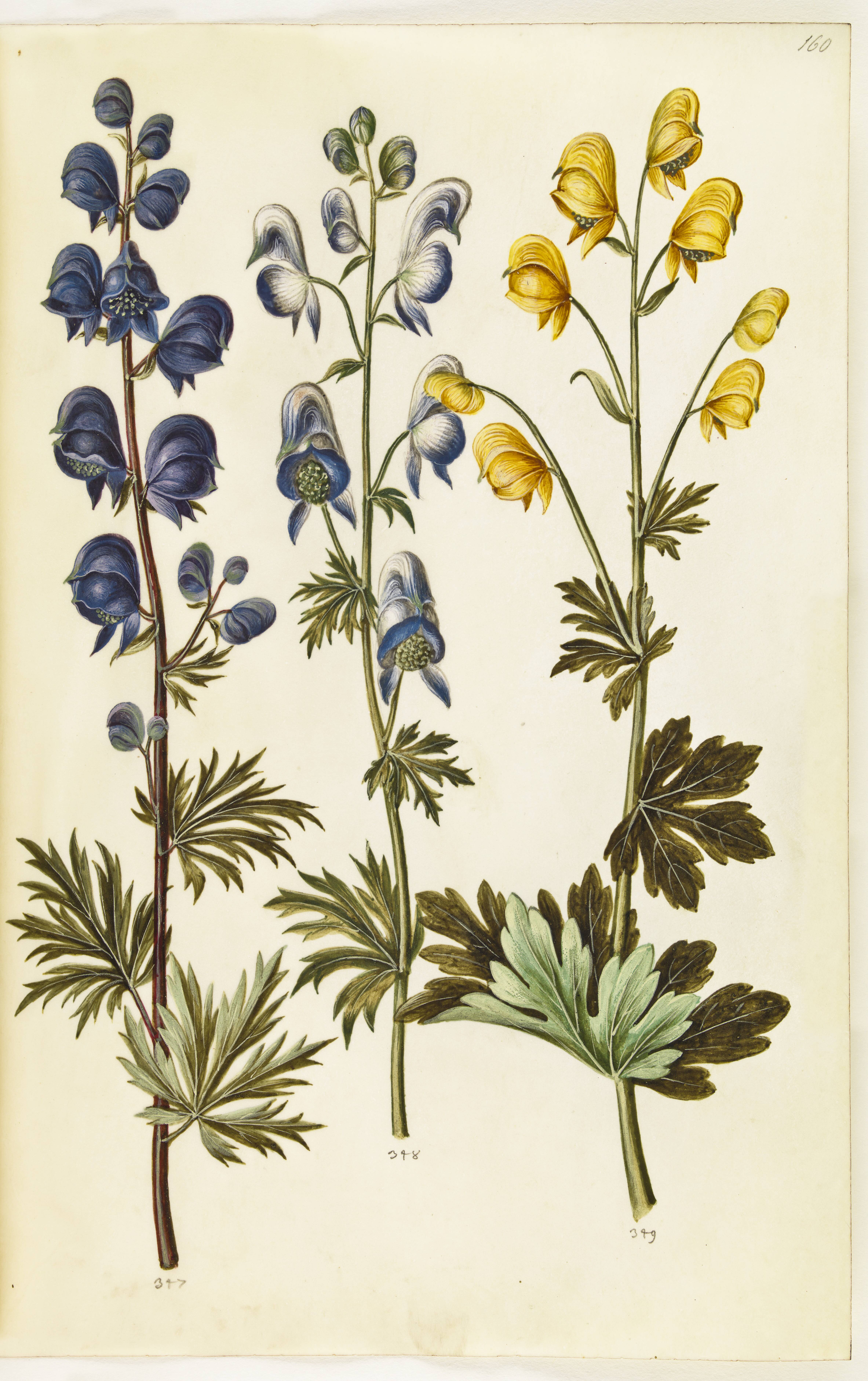 Aconitum napellus (?) (ægte stormhat); Aconitum variegatum, evt. Aconitum ×cammarum (?) (broget stormhat, evt. have-stormhat); Aconitum anthora (finbladet stormhat)