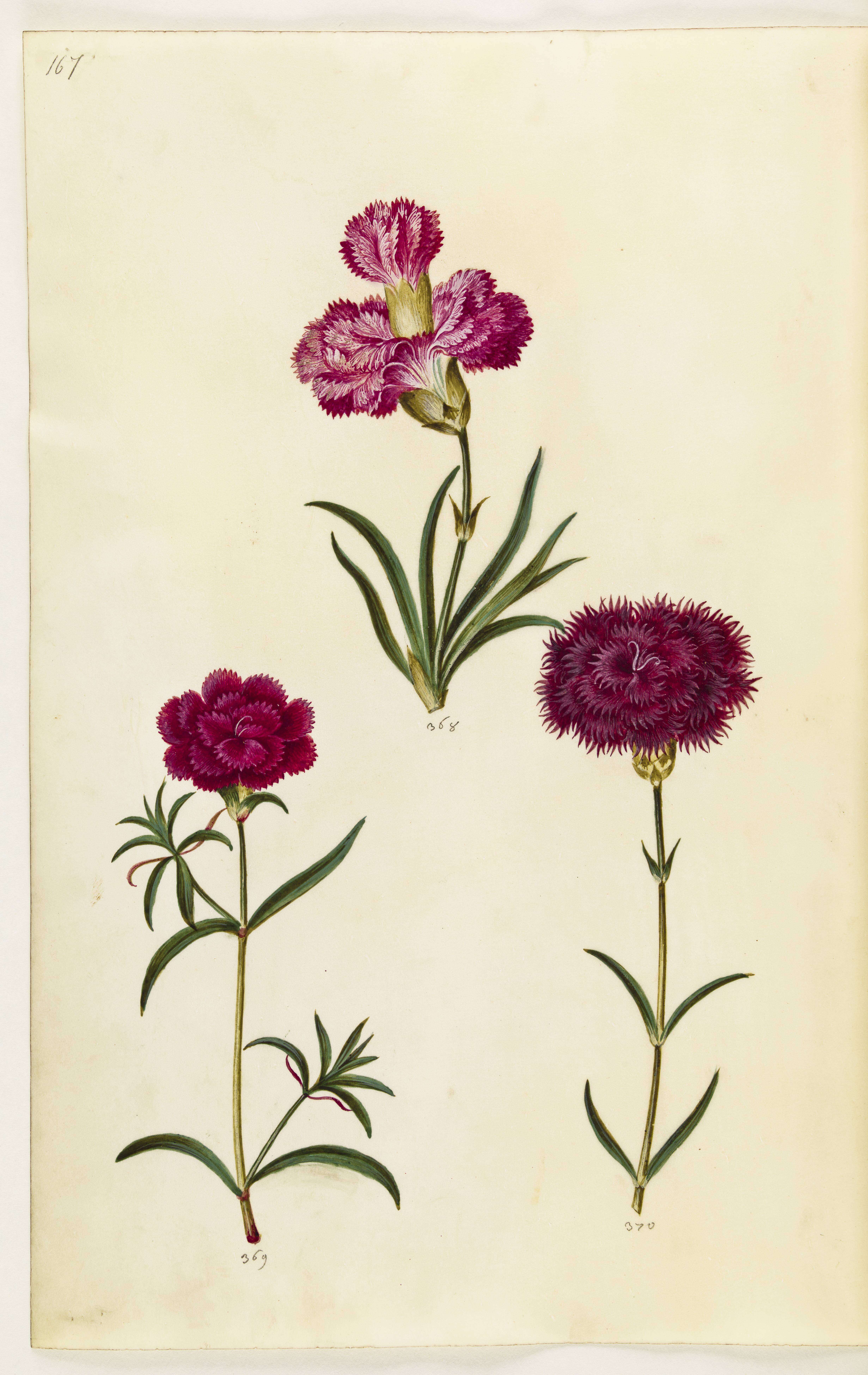 Dianthus caryophyllus (have-nellike)