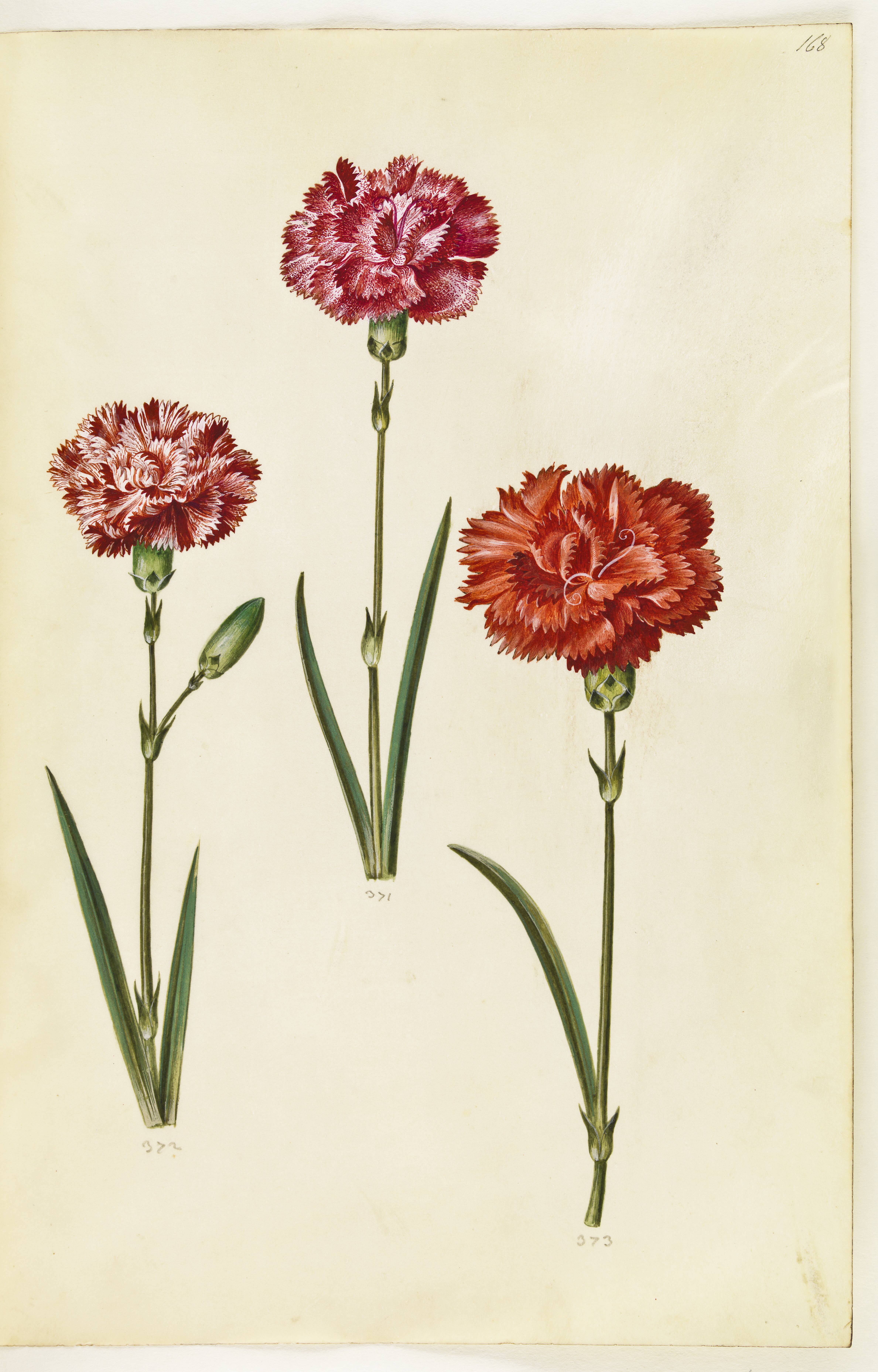 Dianthus caryophyllus (have-nellike)