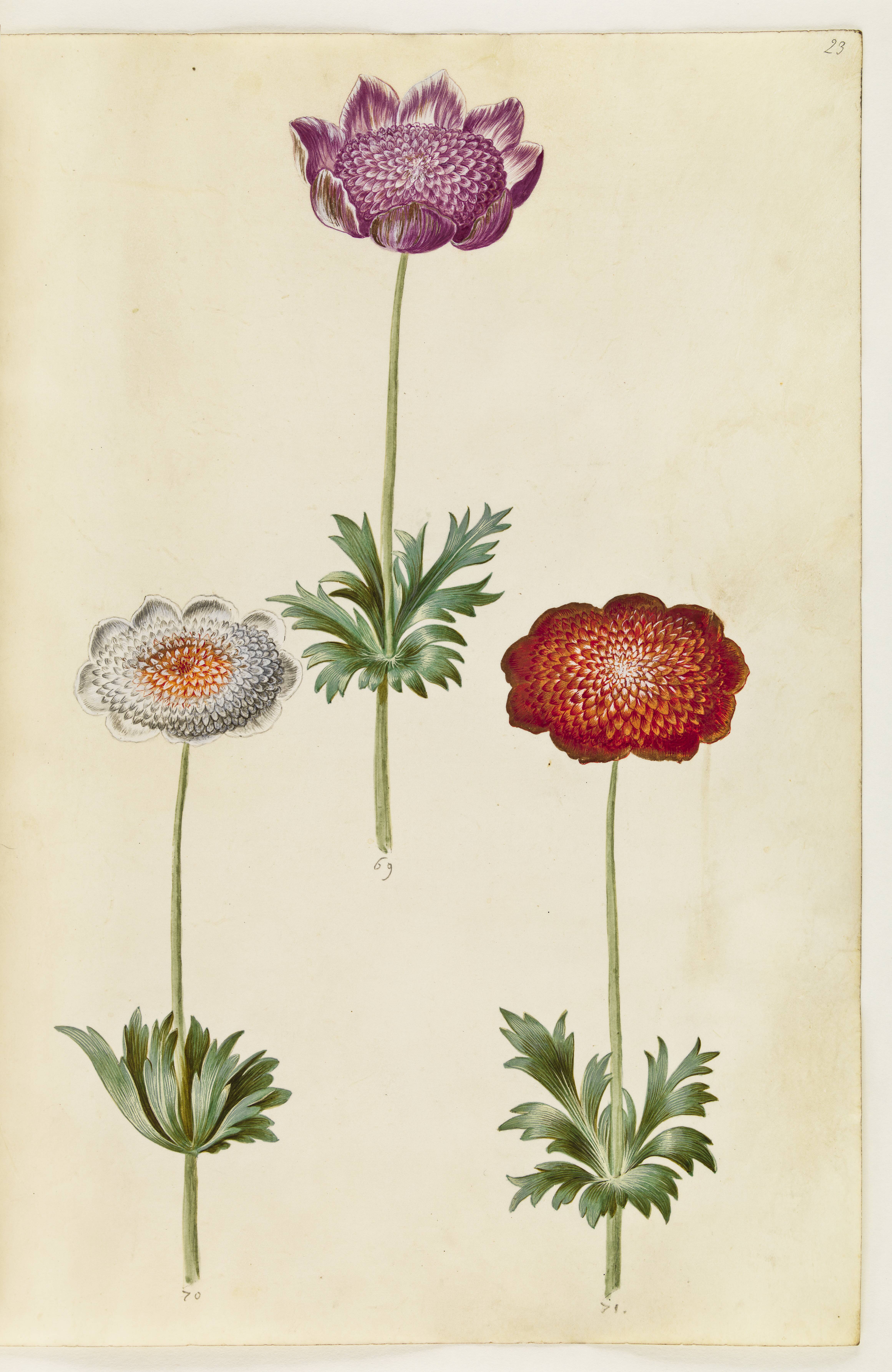 Anemone coronaria (fransk anemone)
