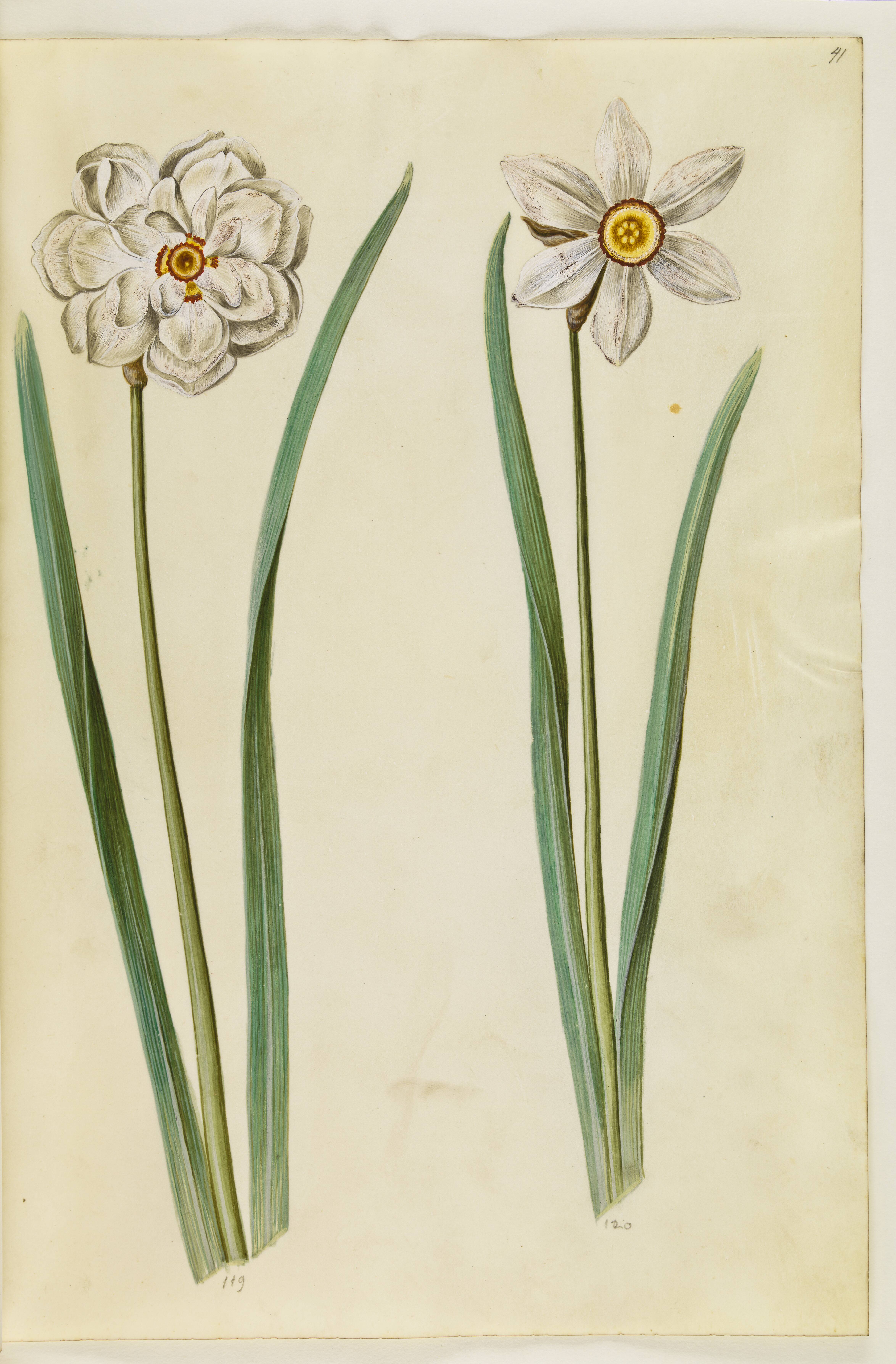 Narcissus poeticus (pinselilje)