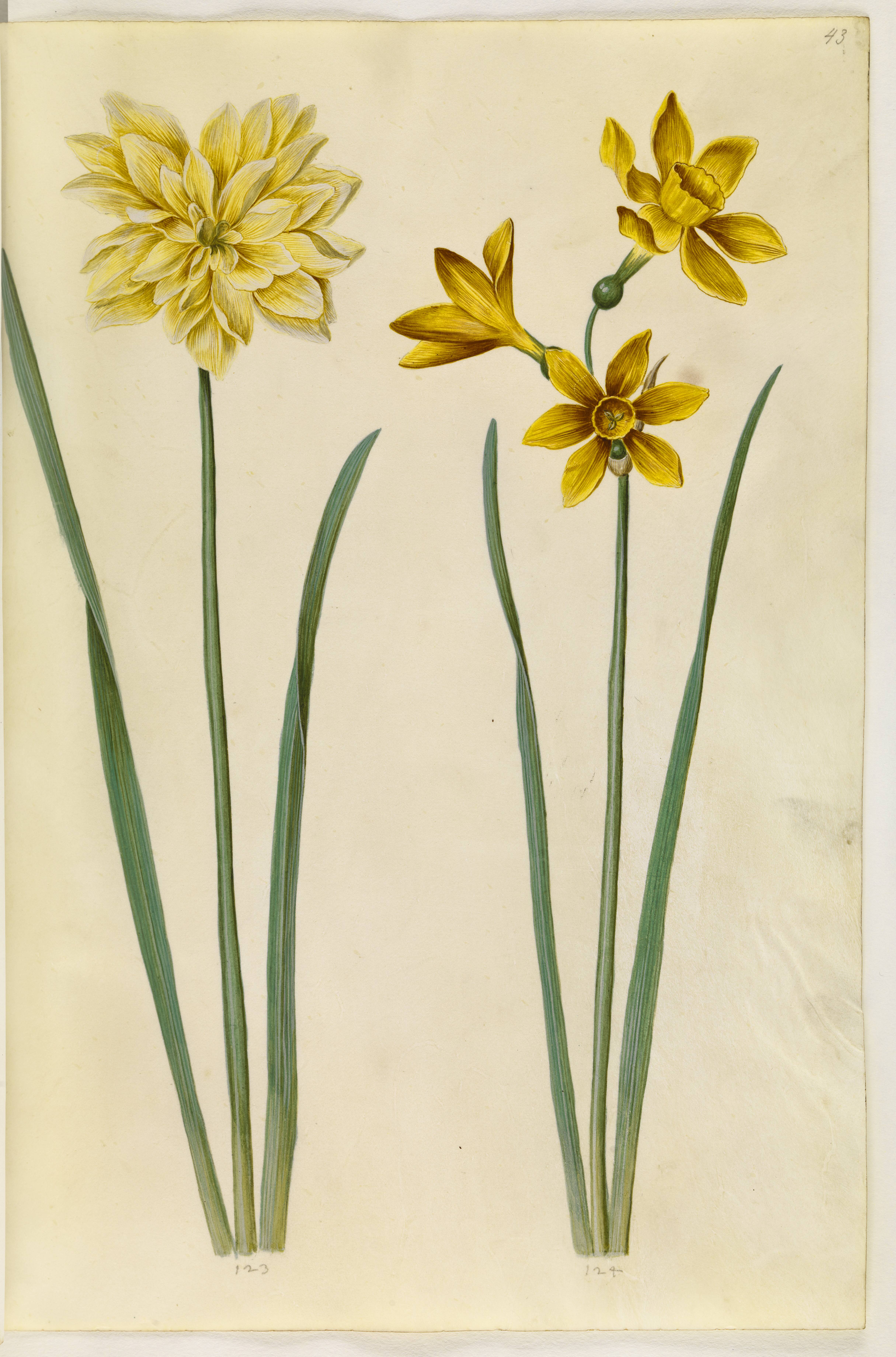 Narcissus pseudonarcissus (påskelilje); Narcissus tazetta aureus (guld-tazet)