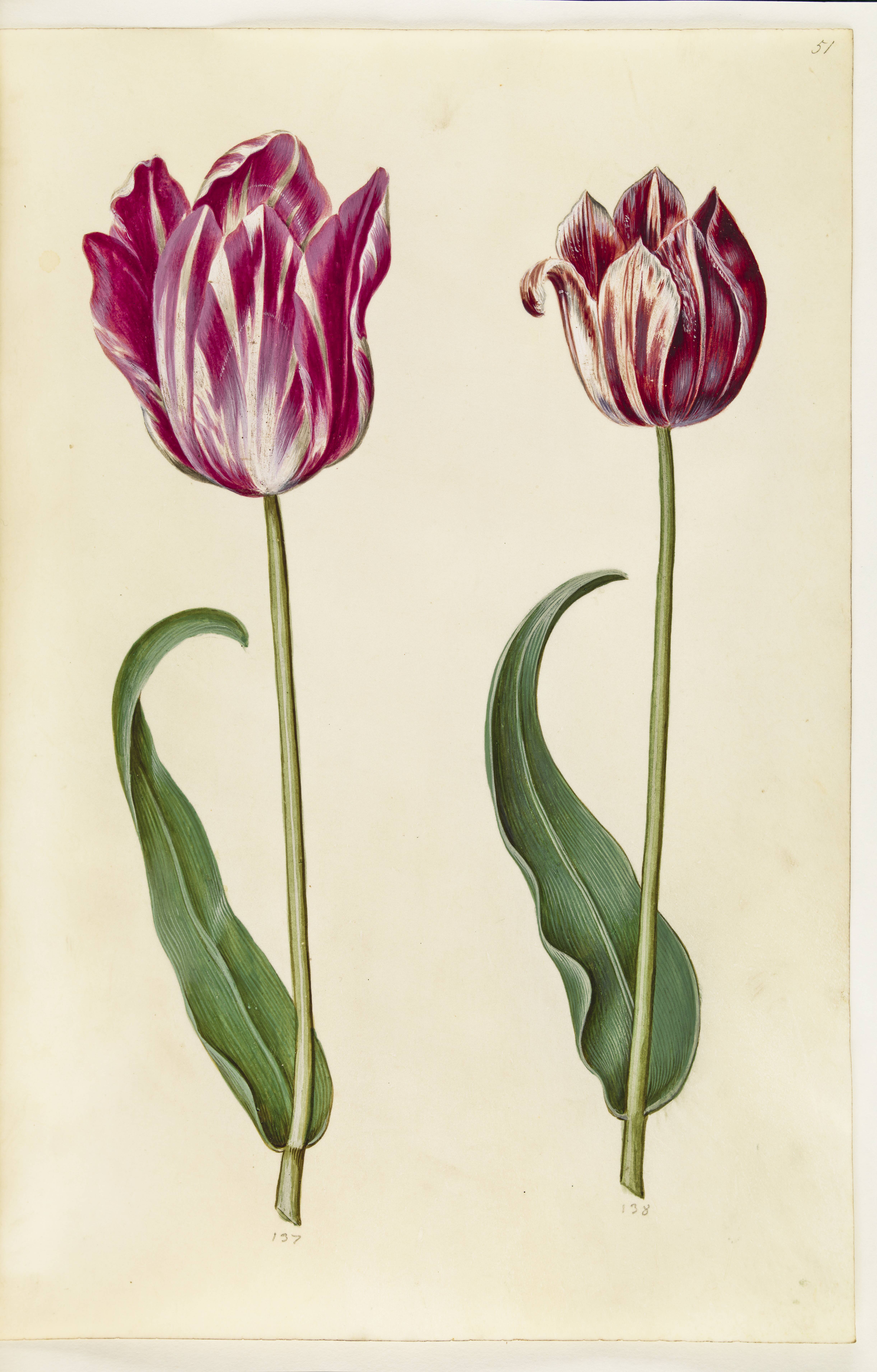 Tulipa gesneriana (have-tulipan)