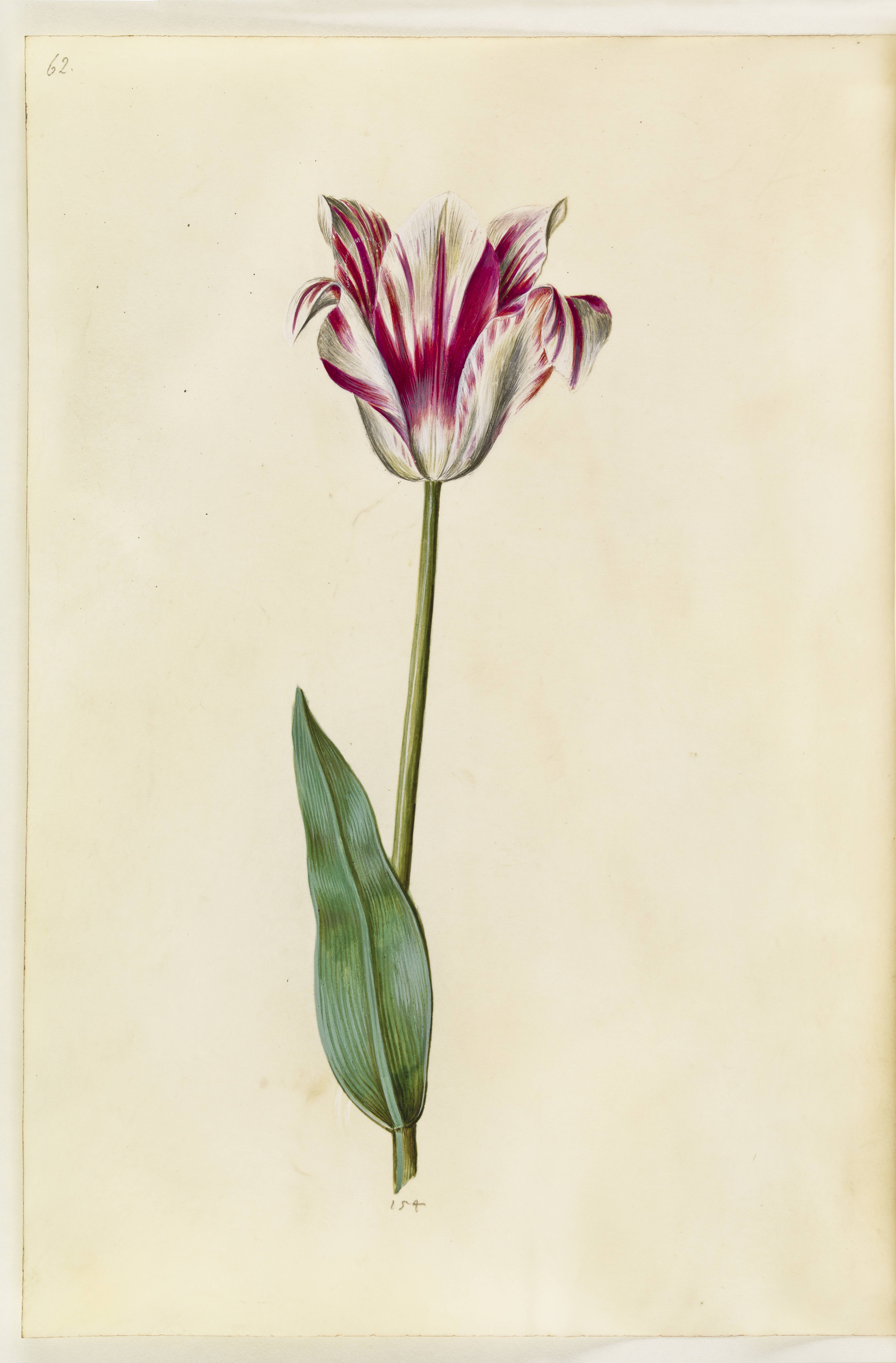 Tulipa gesneriana (have-tulipan)