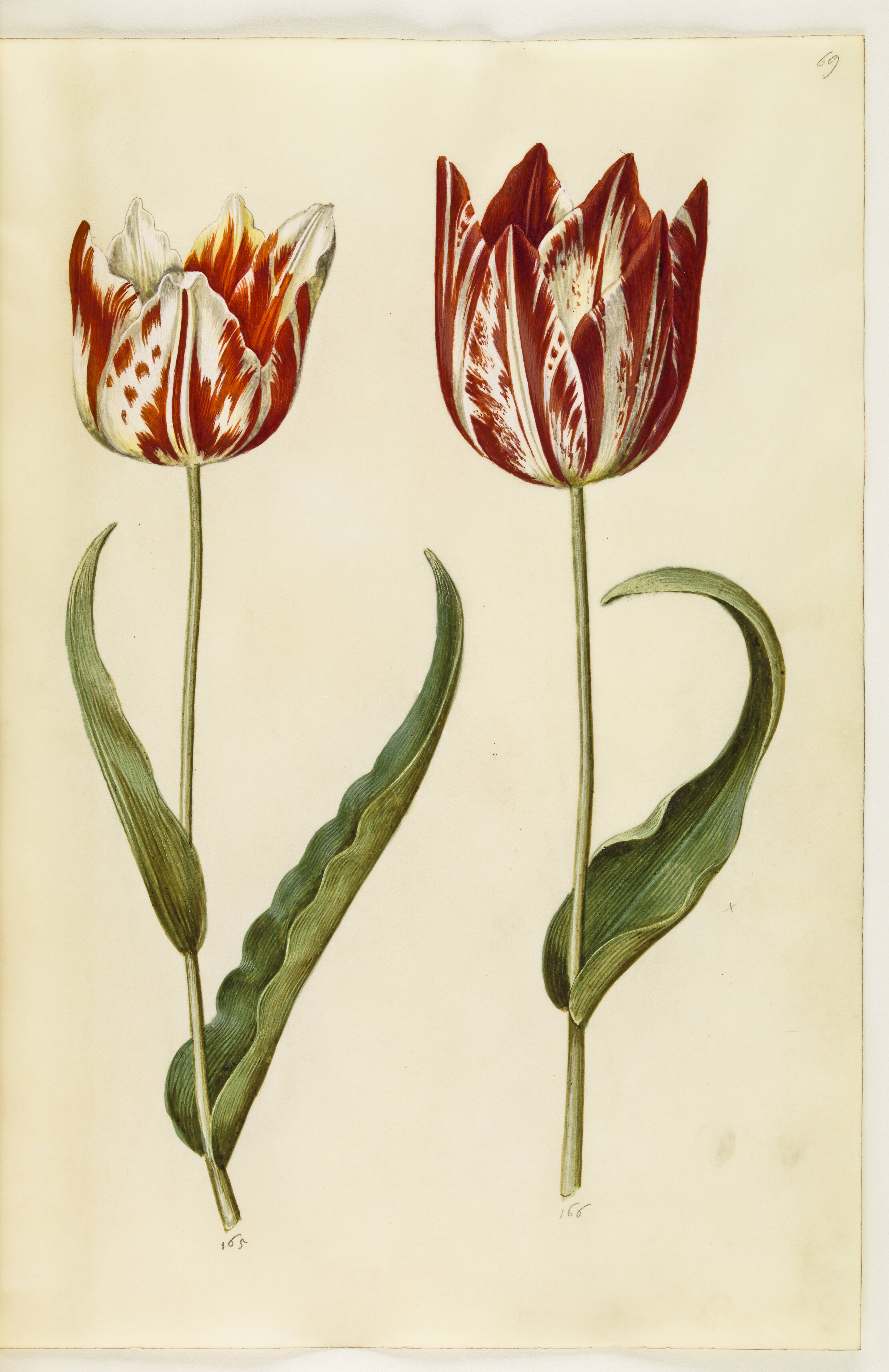 Tulipa gesneriana (have-tulipan)